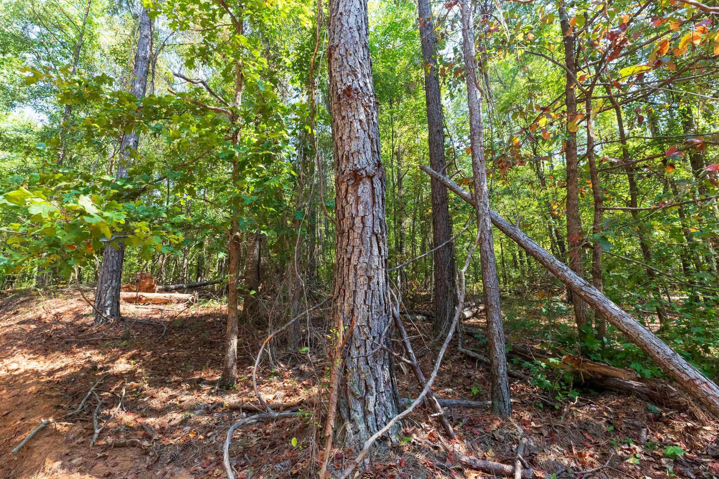 Willow Grove Tract 13 photo 5