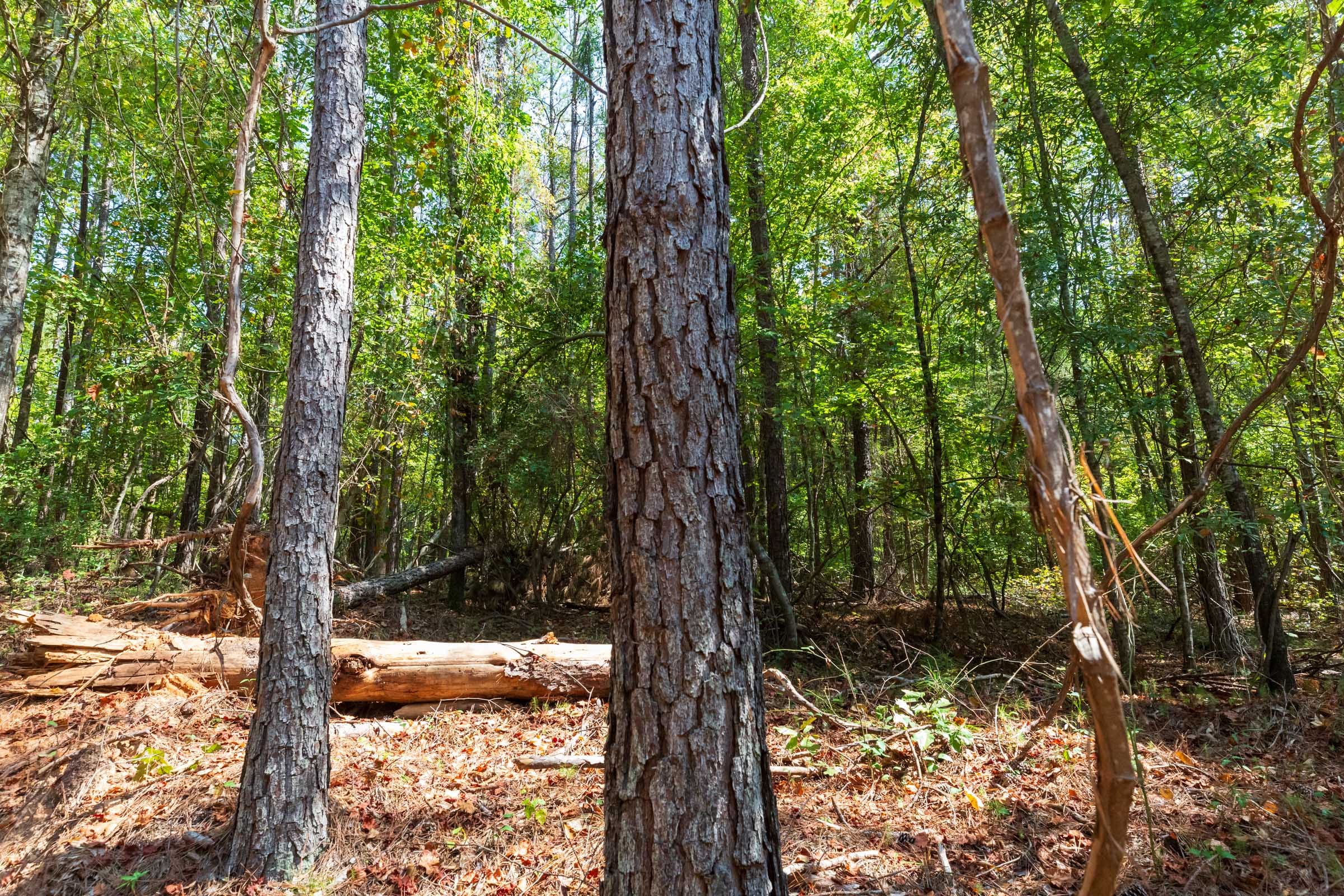 Willow Grove Tract 13 photo 9