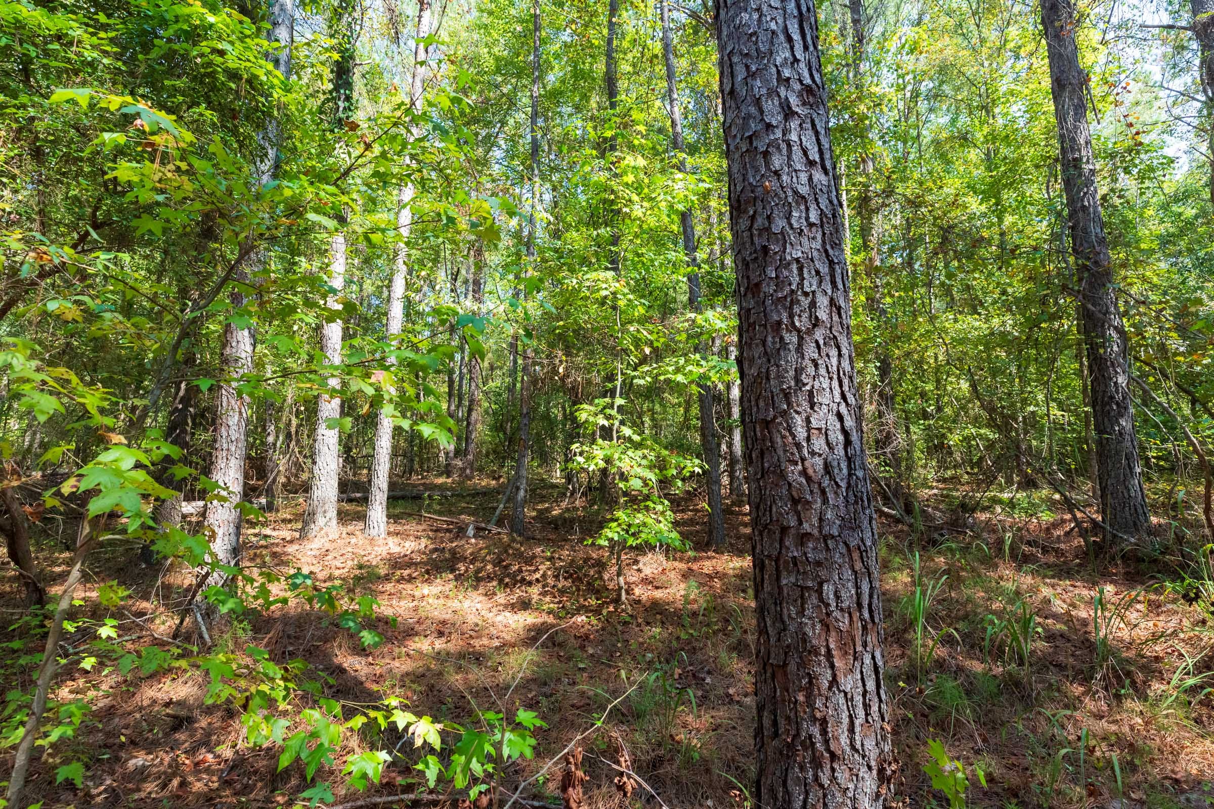 Willow Grove Tract 13 photo 13