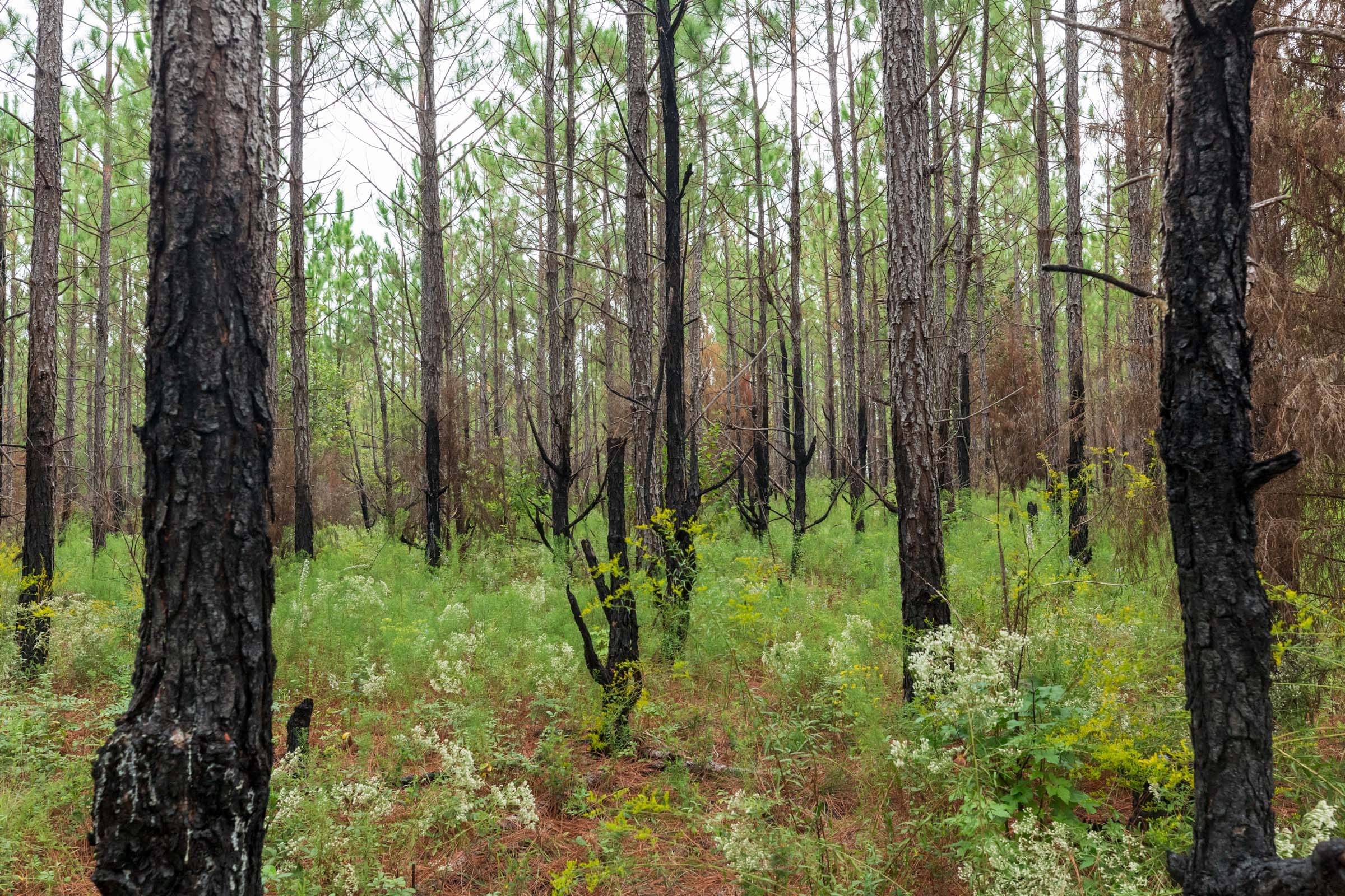 Jackson’s Gap Tract 14 photo 3