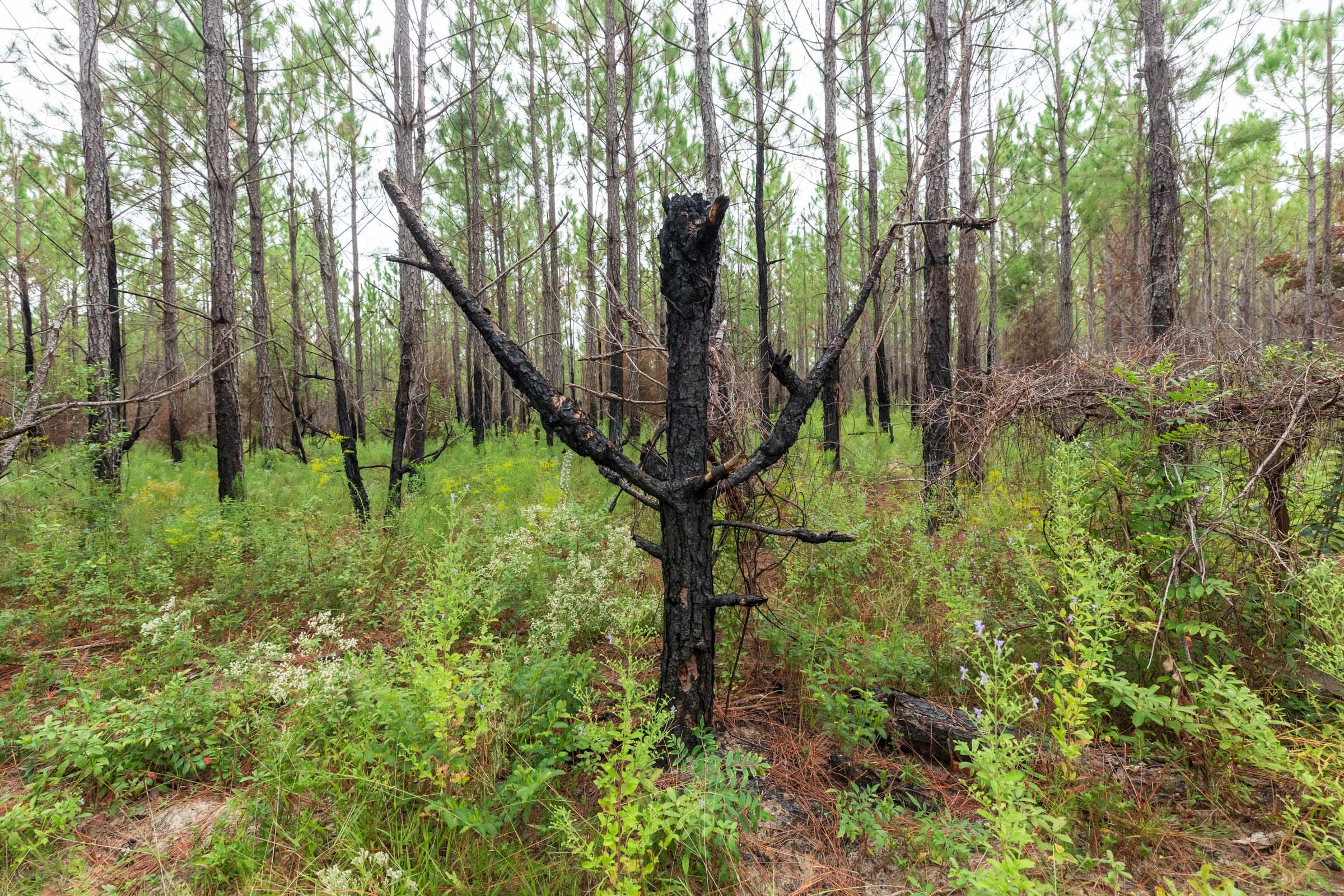 Jackson’s Gap Tract 14 photo 2