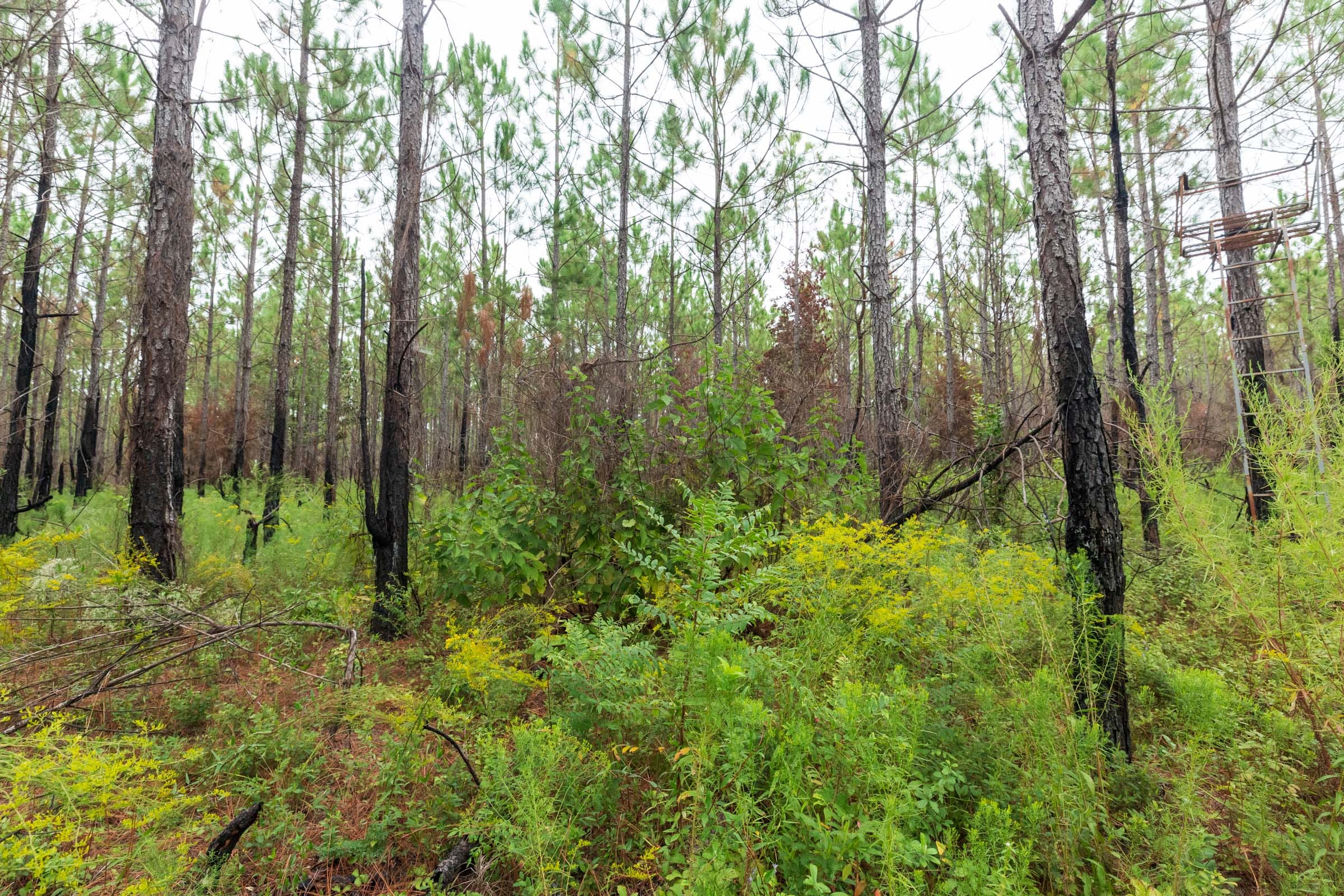 Jackson’s Gap Tract 14 photo 4
