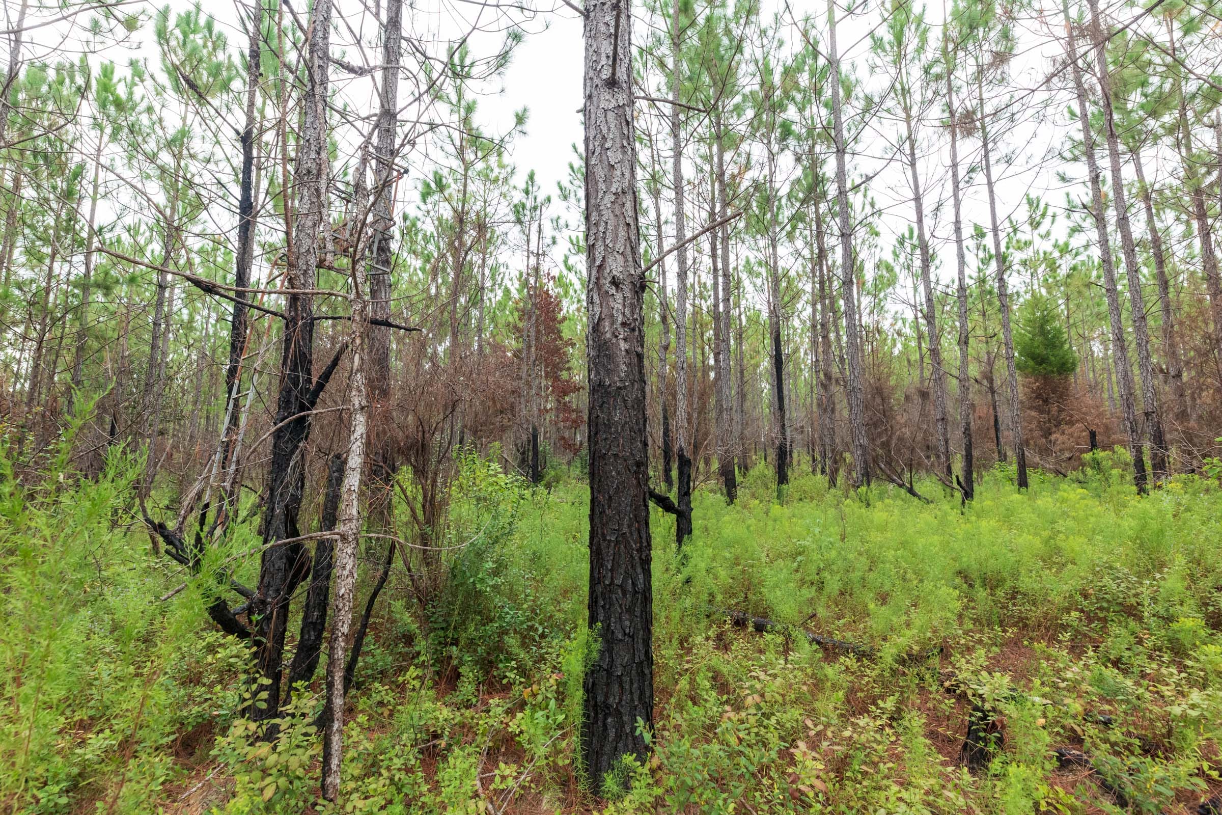 Jackson’s Gap Tract 14 photo 5