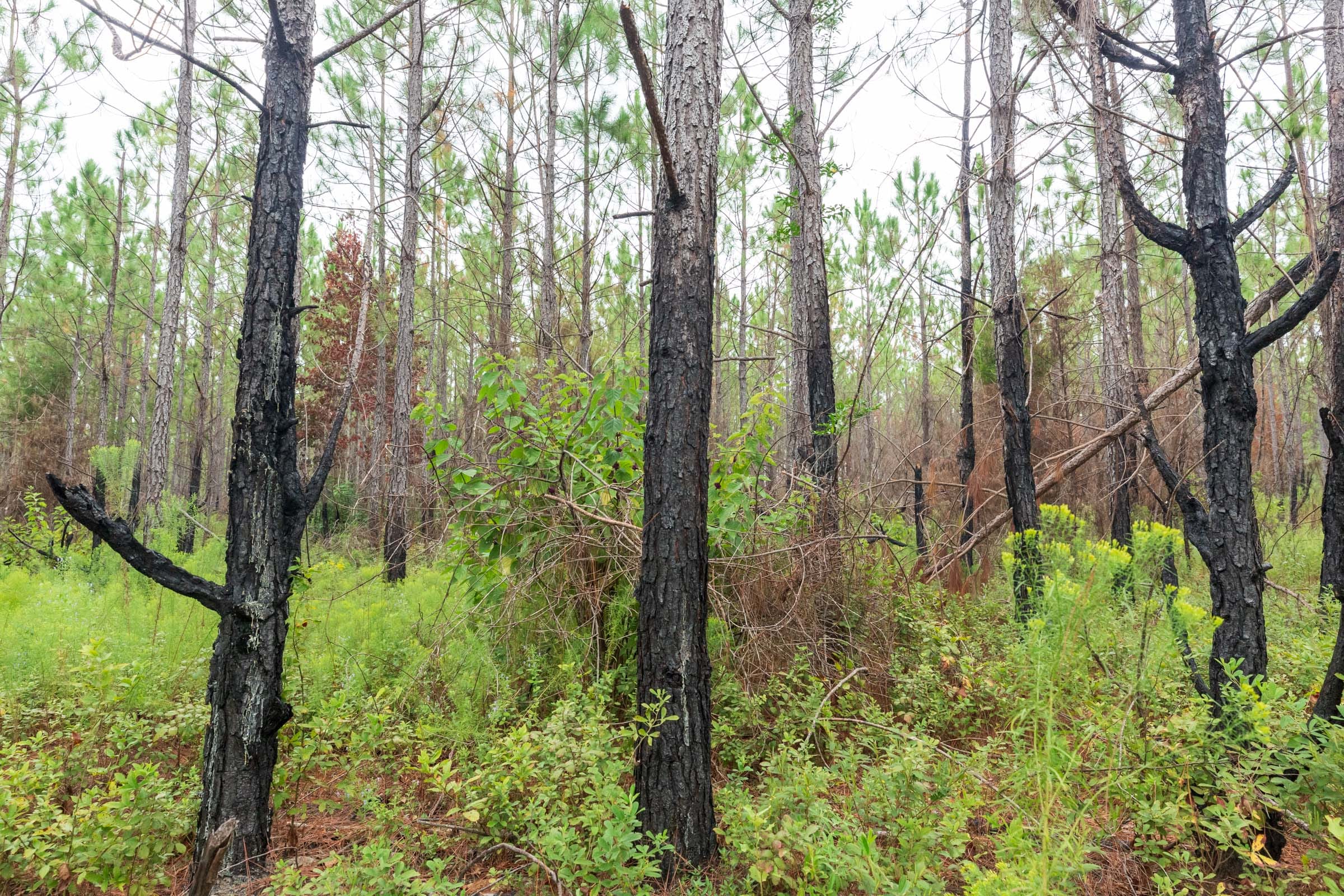 Jackson’s Gap Tract 14 photo 8