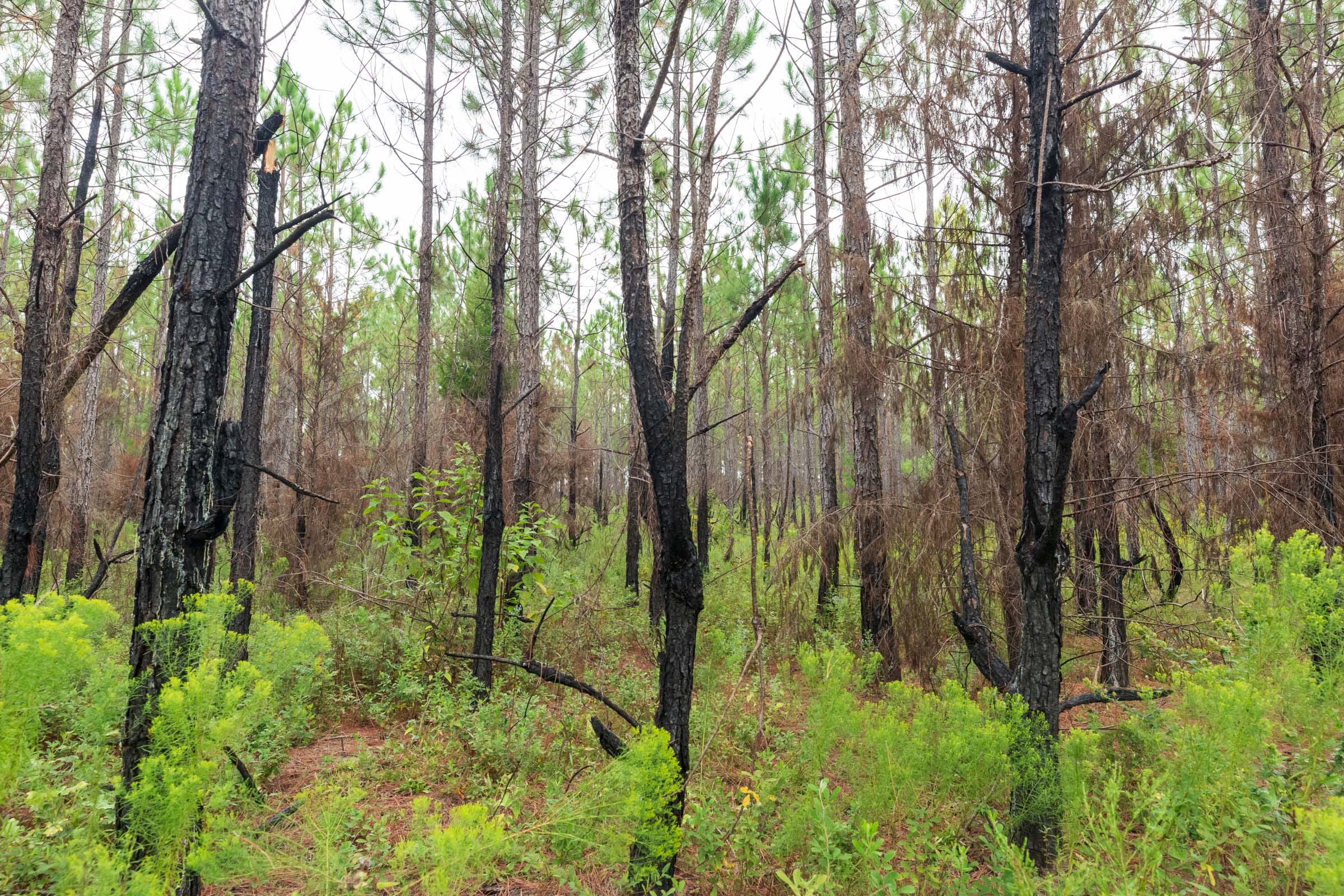 Jackson’s Gap Tract 14 photo 7