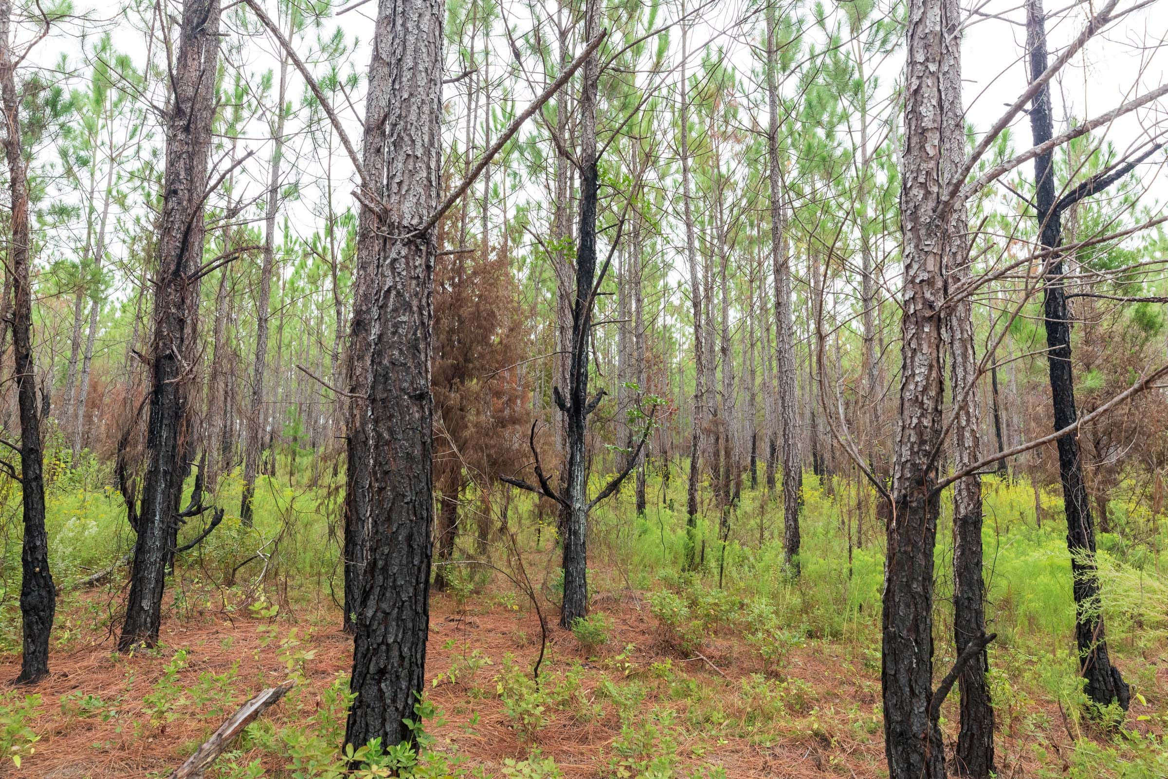 Jackson’s Gap Tract 14 photo 6