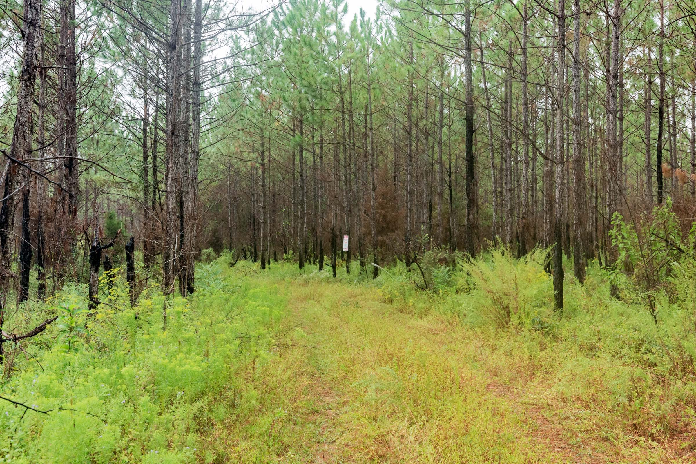 Jackson’s Gap Tract 14 photo 1