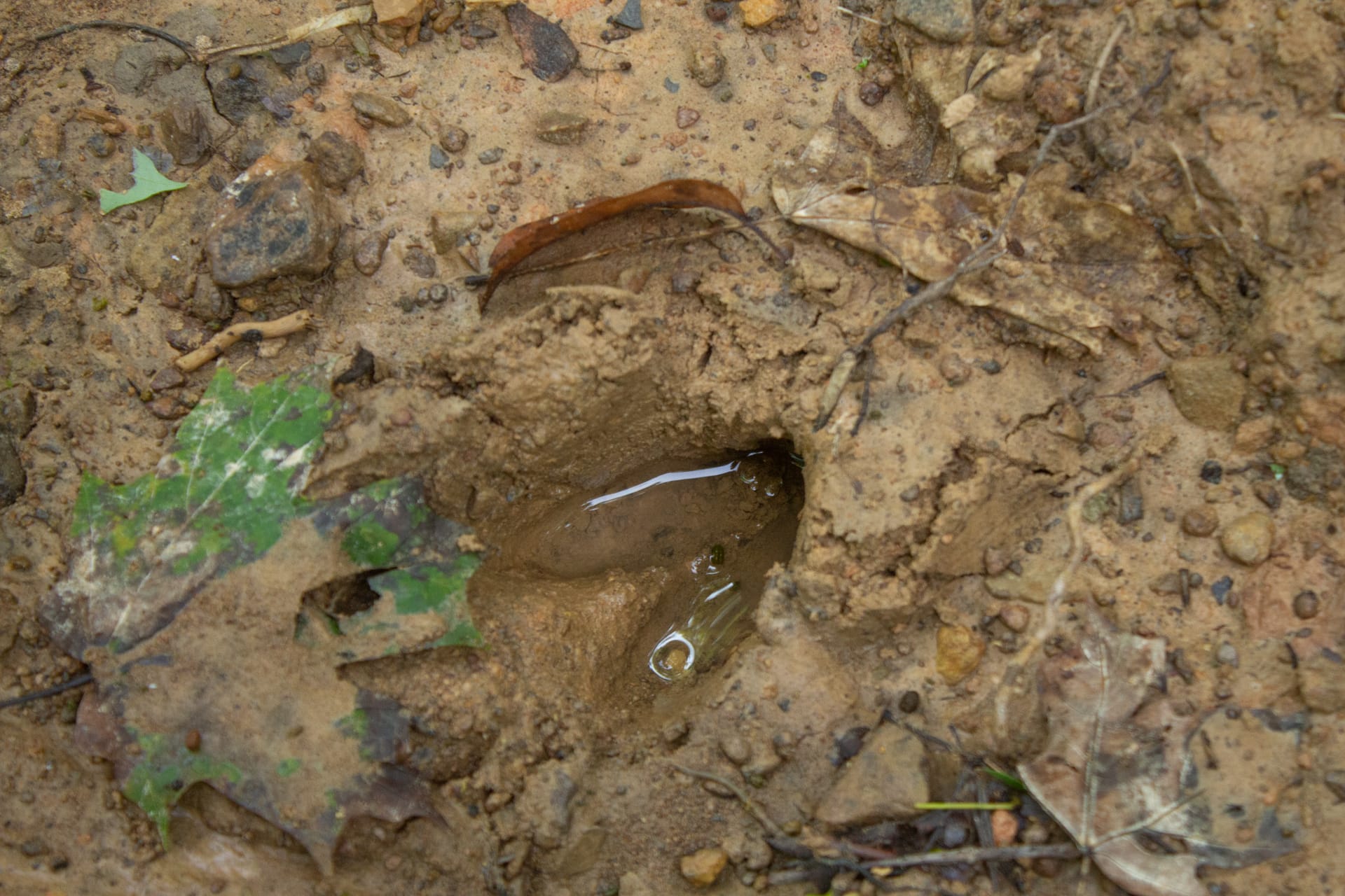 Bluegrass Ridge Tract 9 photo 3