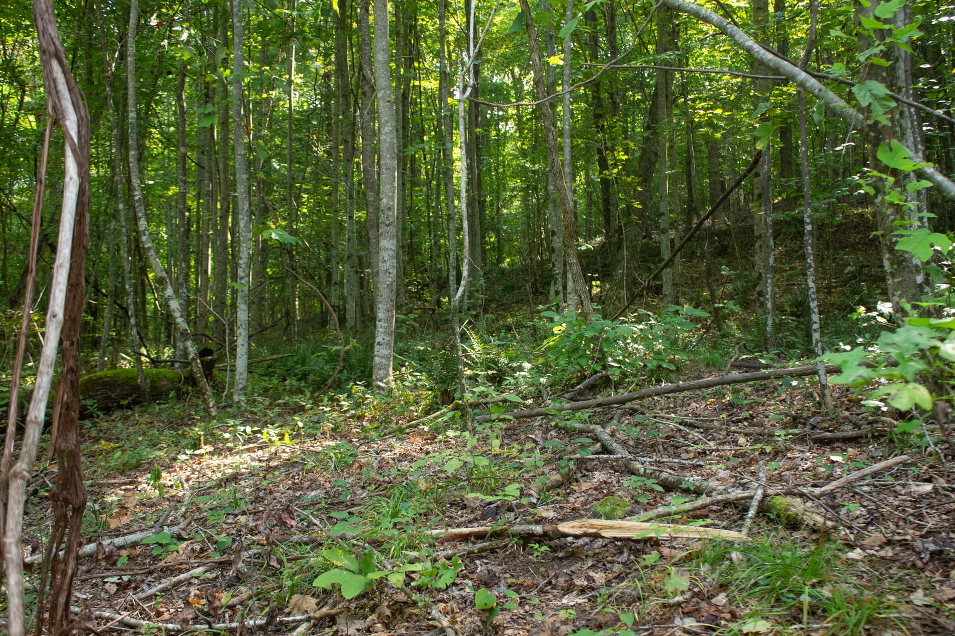 Bluegrass Ridge Tract 9 photo 4