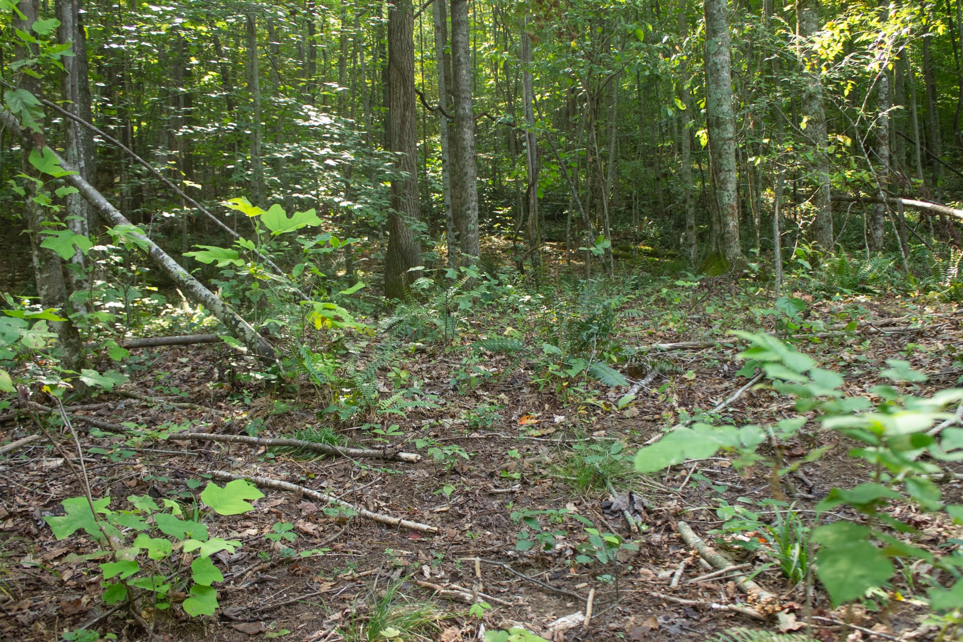 Bluegrass Ridge Tract 9 photo 5