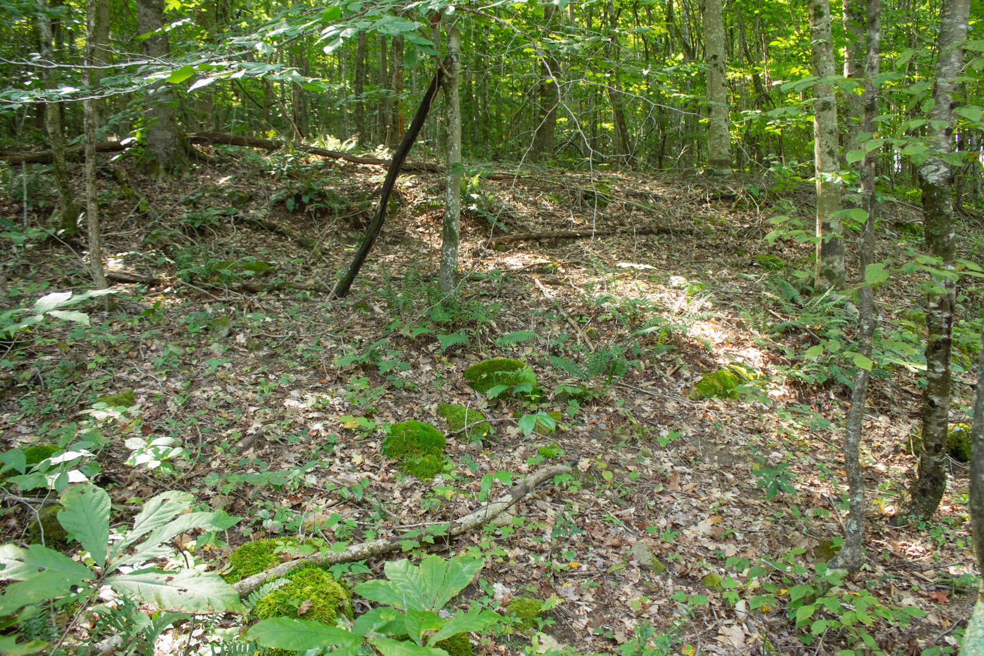 Bluegrass Ridge Tract 9 photo 6