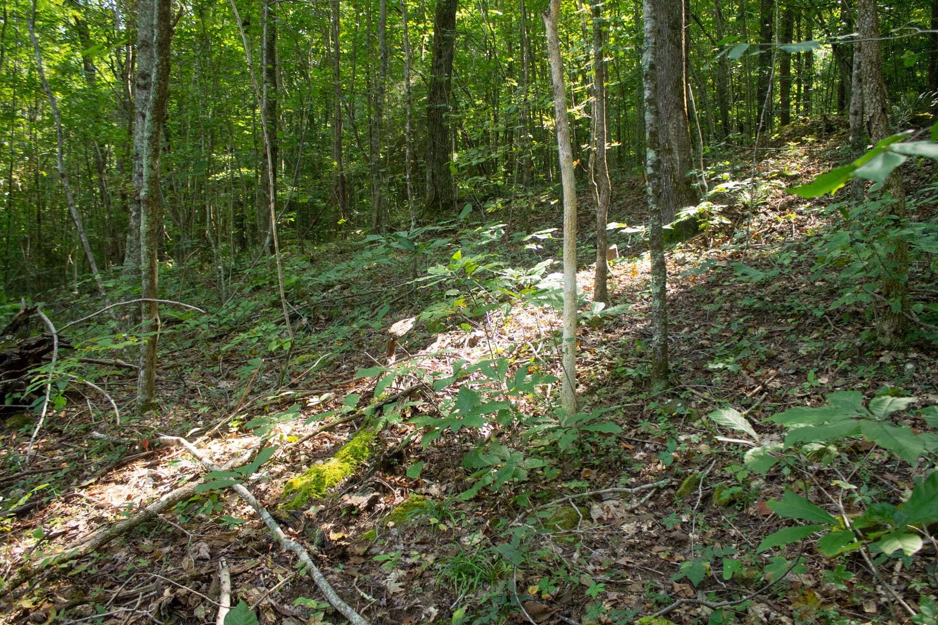 Bluegrass Ridge Tract 9 photo 7