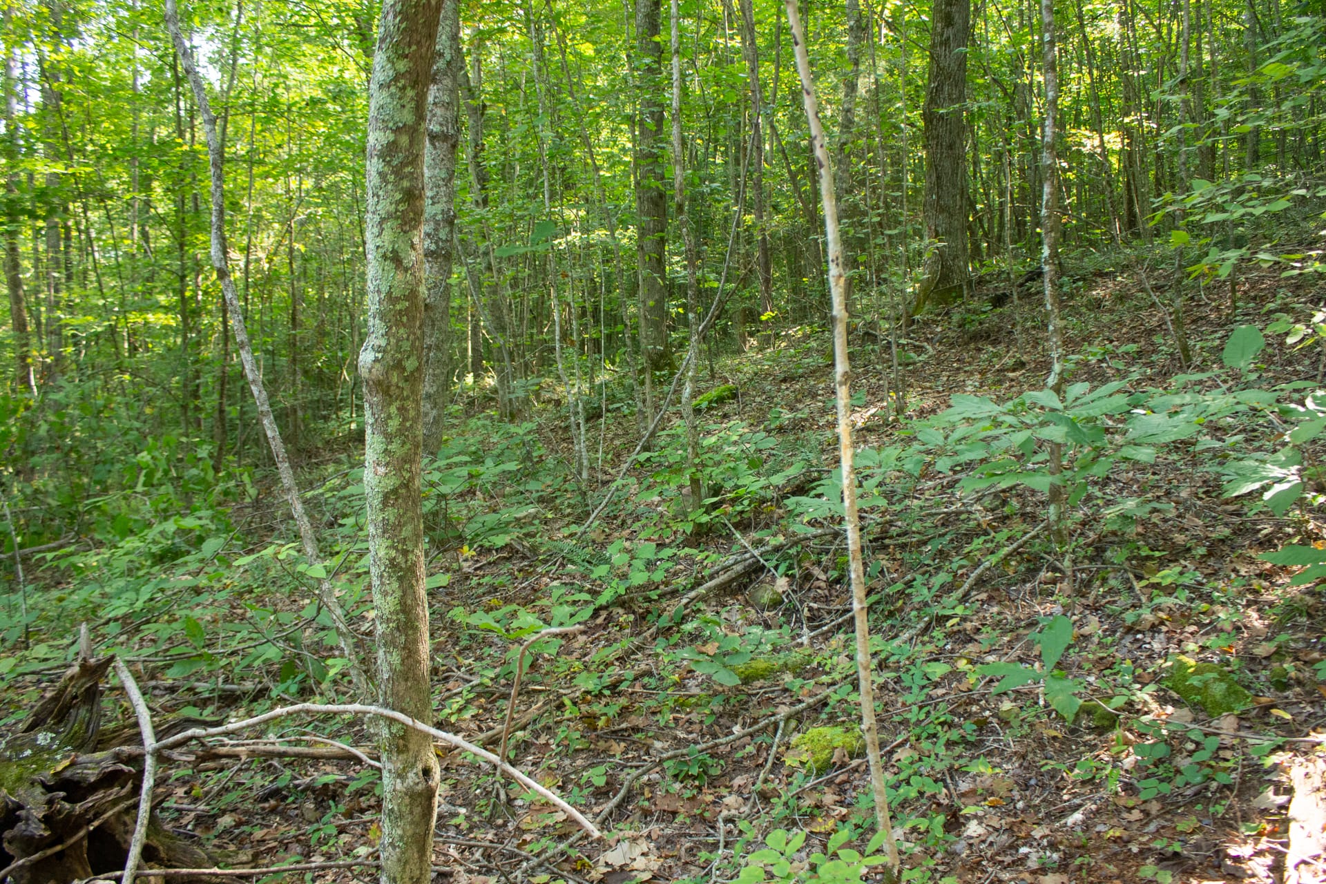 Bluegrass Ridge Tract 9 photo 8