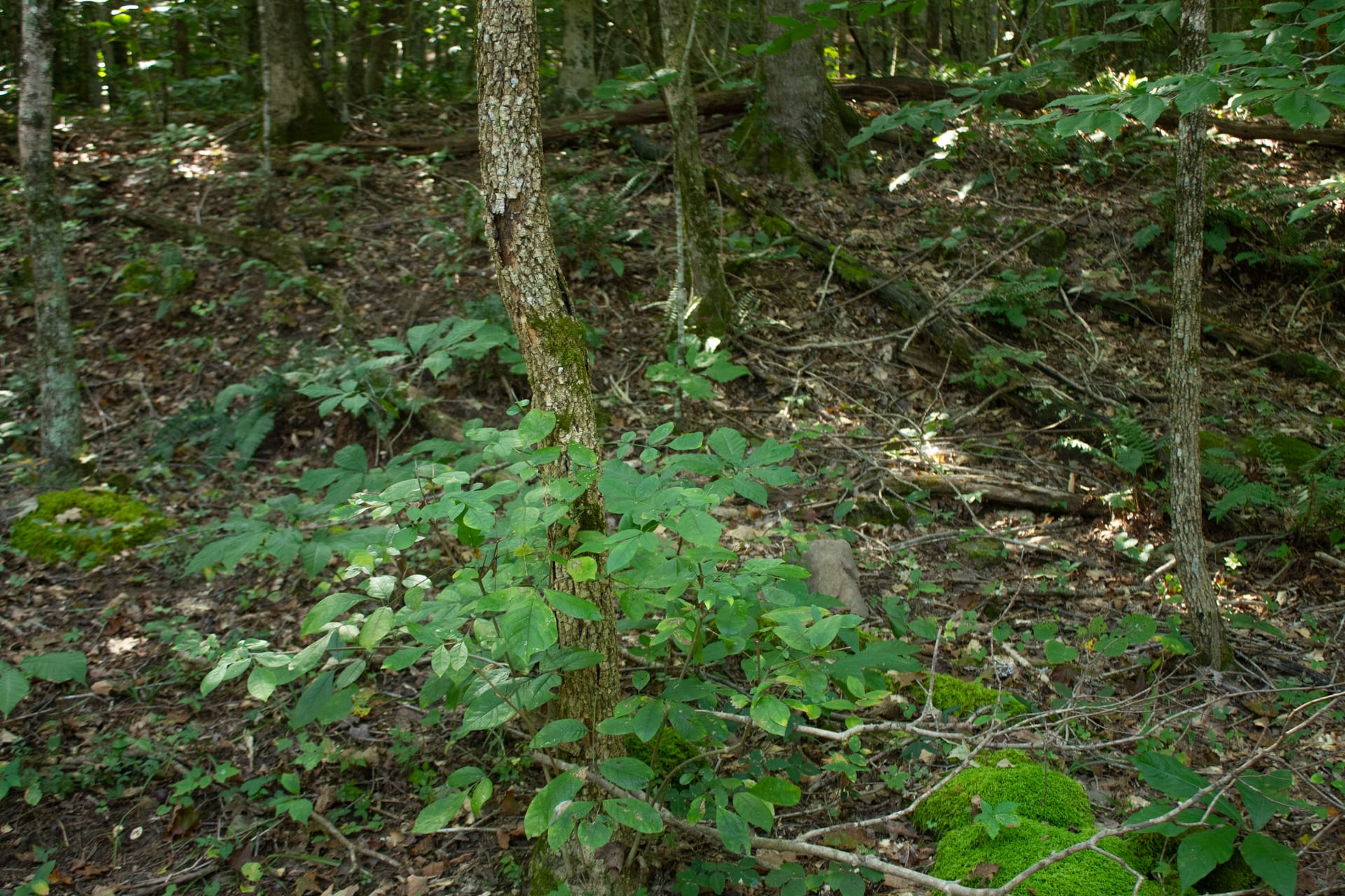 Bluegrass Ridge Tract 9 photo 10