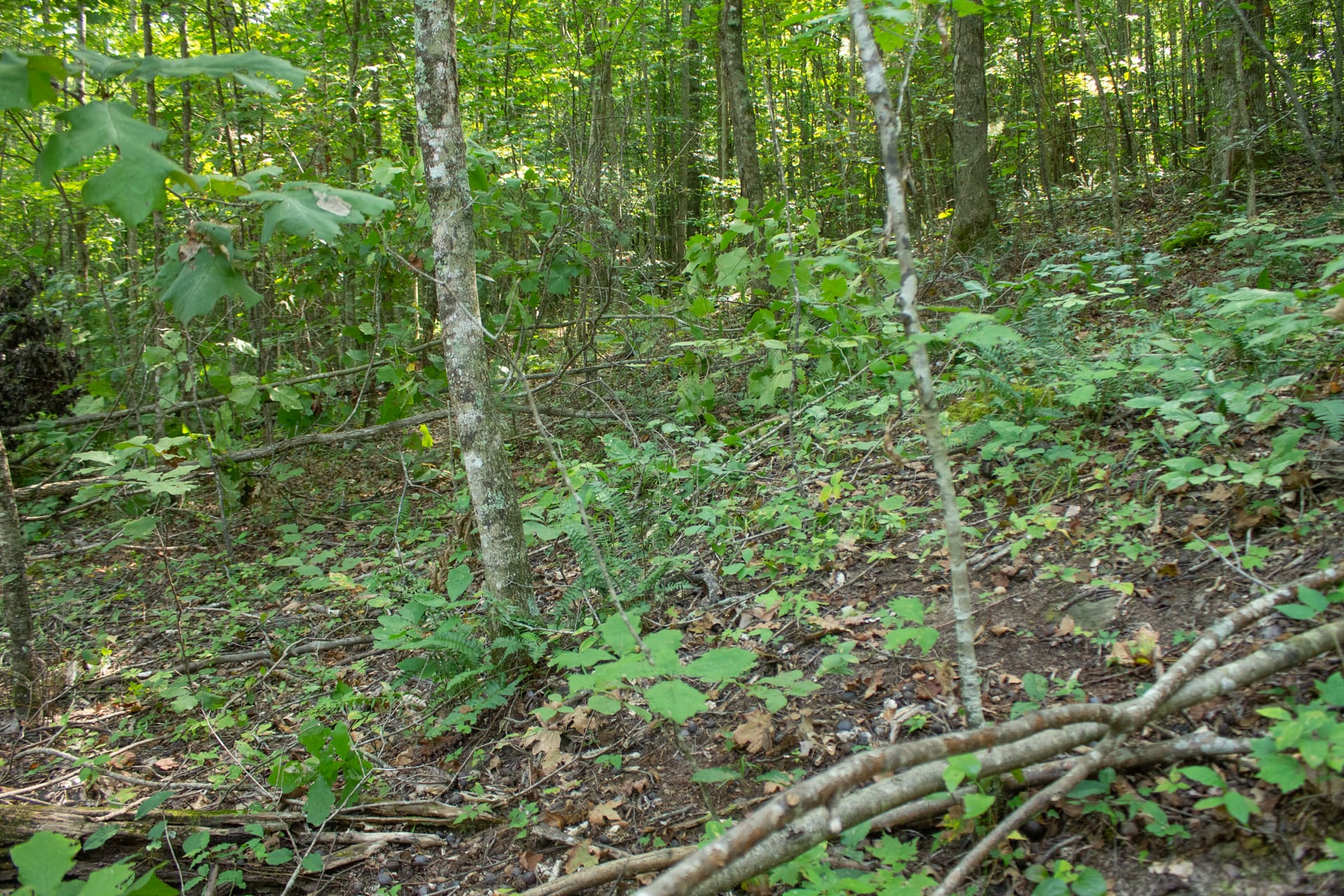 Bluegrass Ridge Tract 9 photo 12