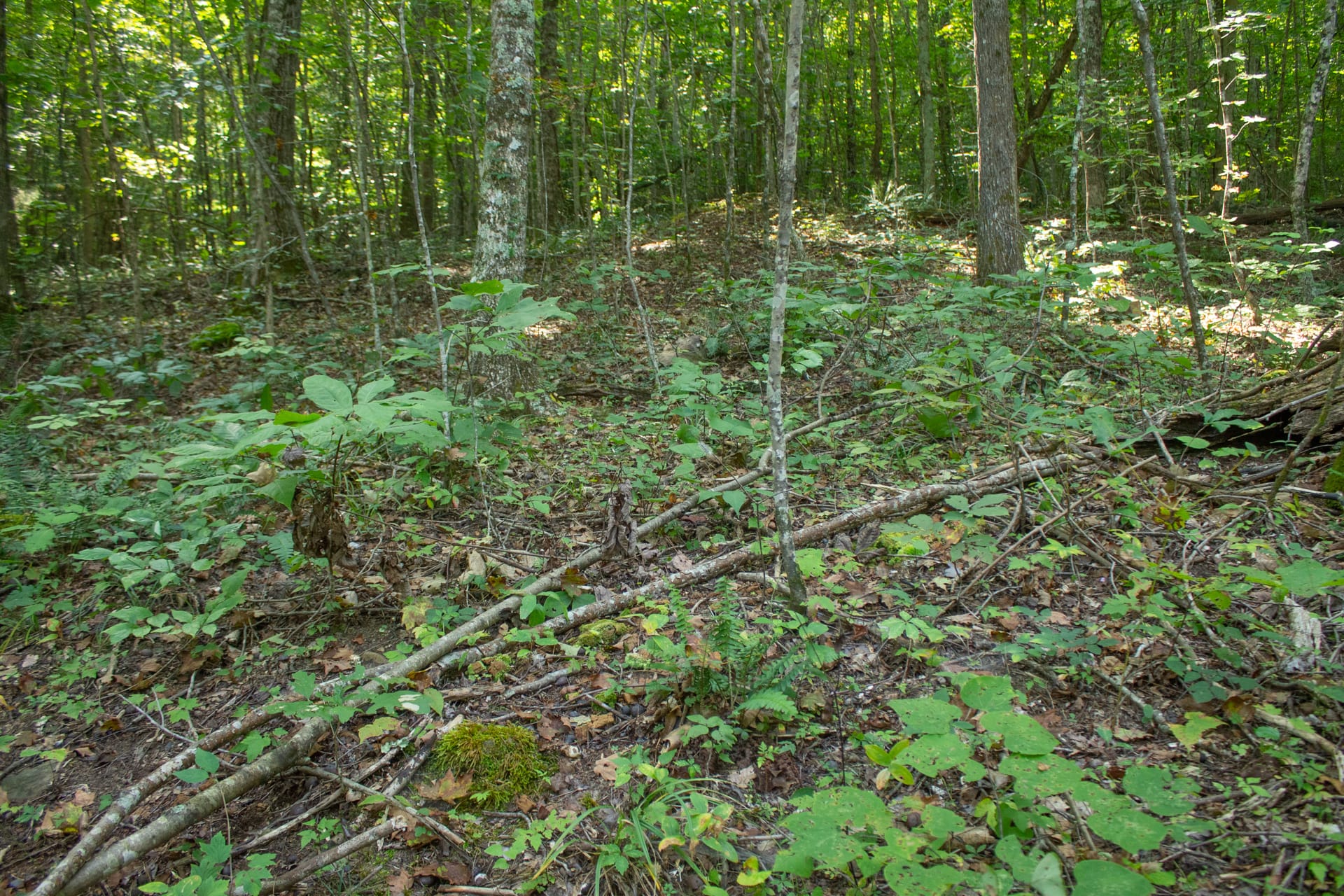 Bluegrass Ridge Tract 9 photo 13