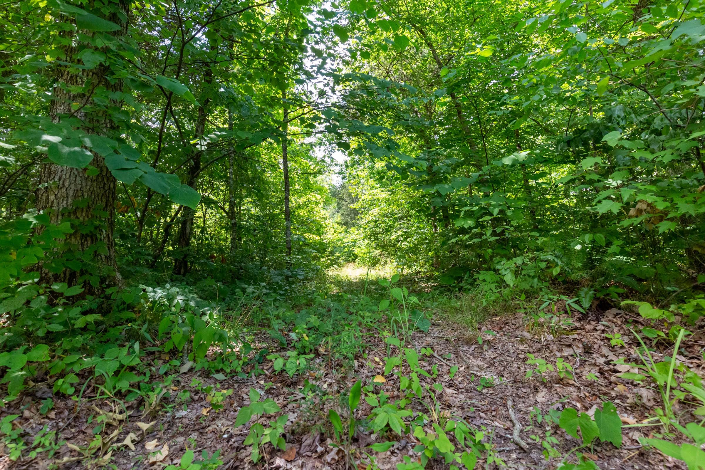Tucker Hollow Tract 7 photo 2