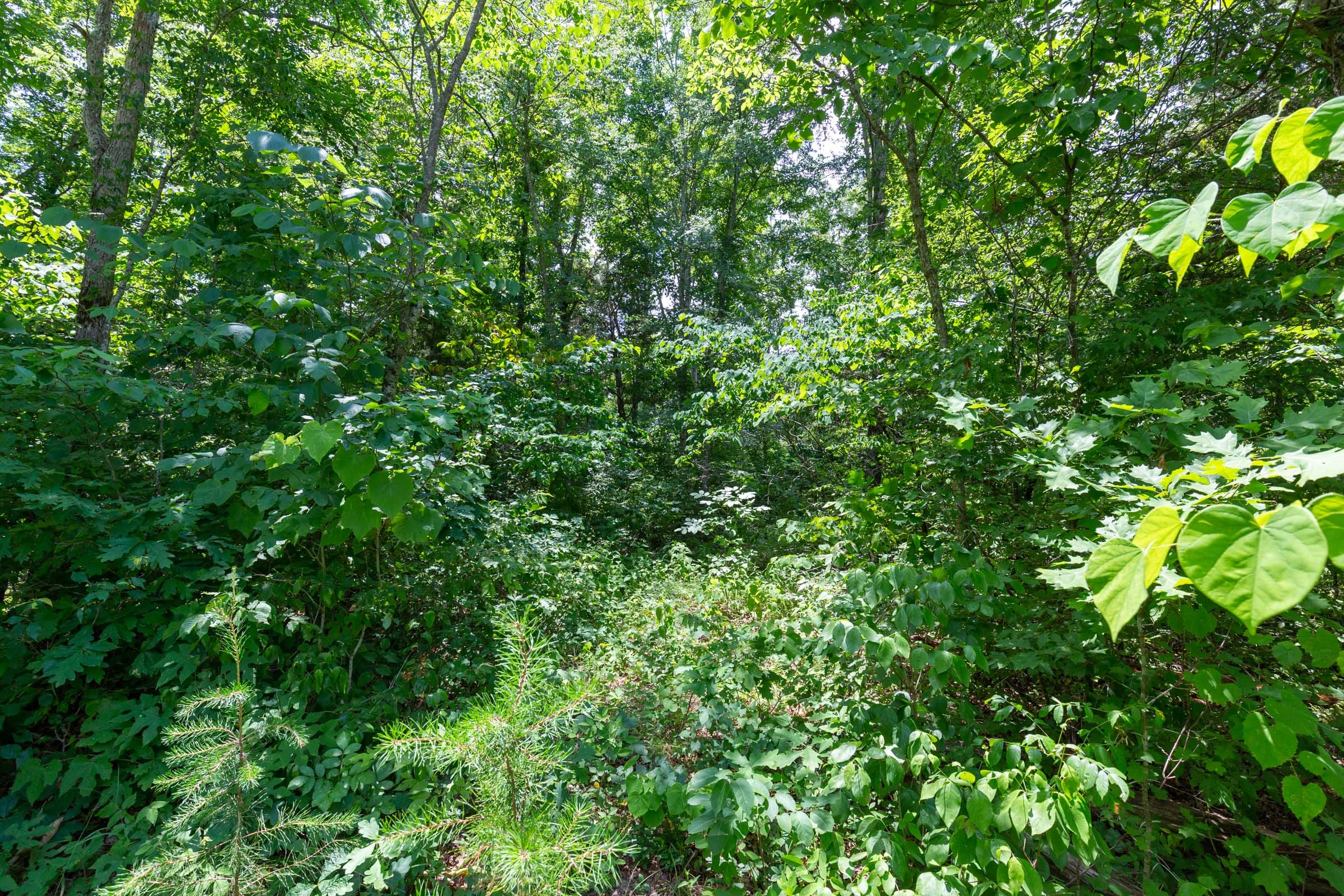 Tucker Hollow Tract 7 photo 3