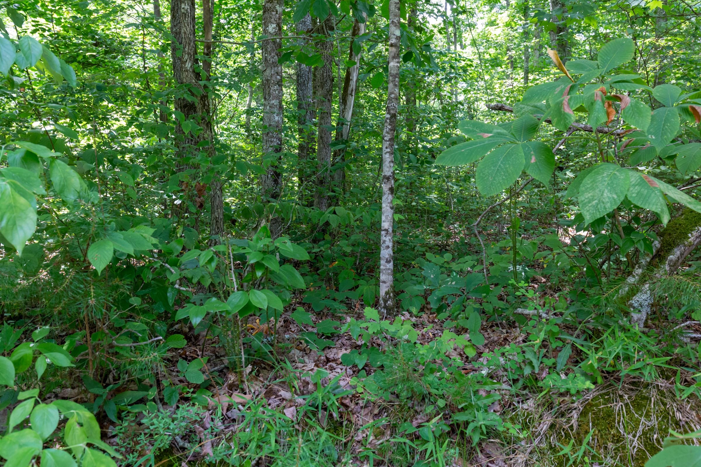 Tucker Hollow Tract 7 photo 4