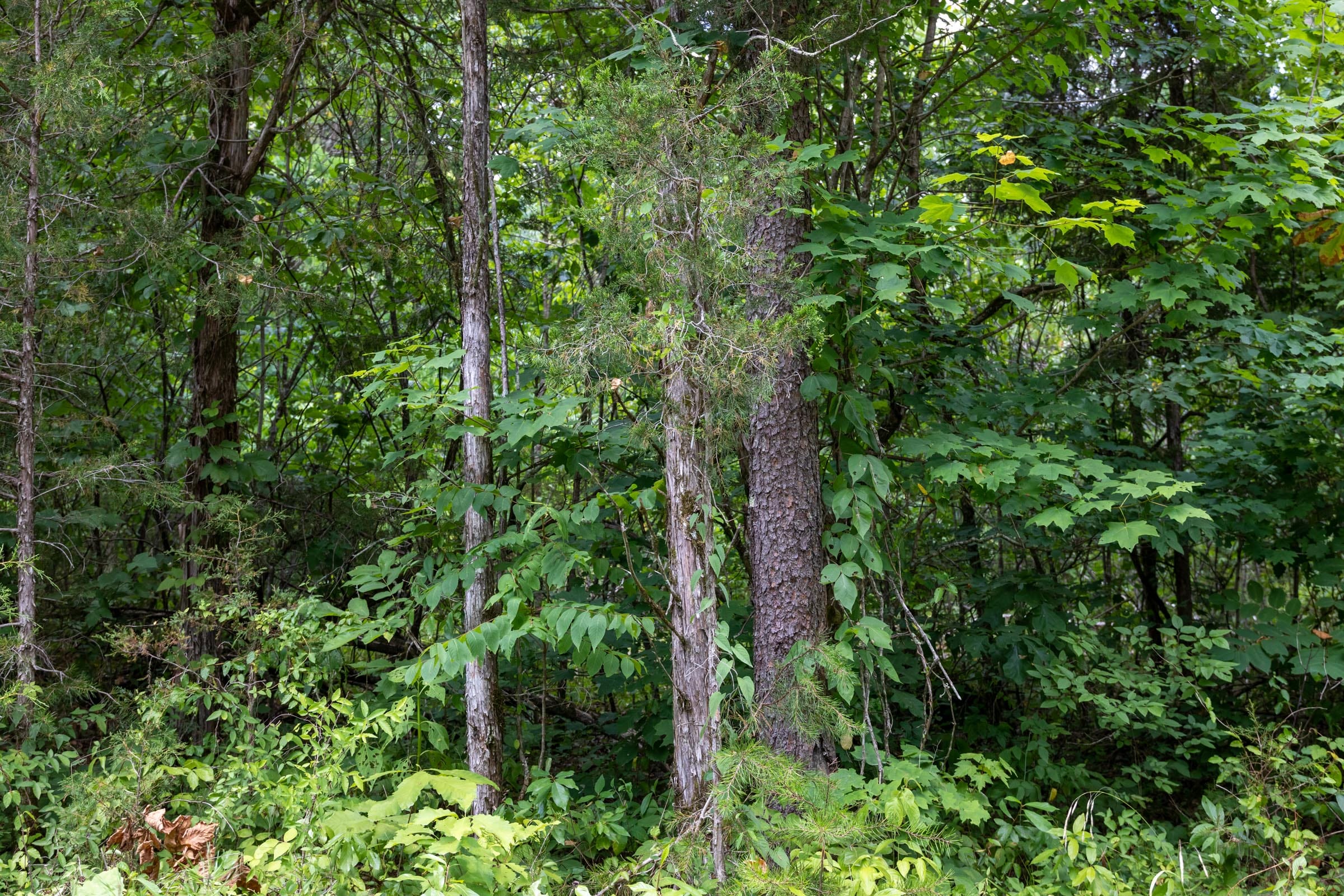 Tucker Hollow Tract 7 photo 5