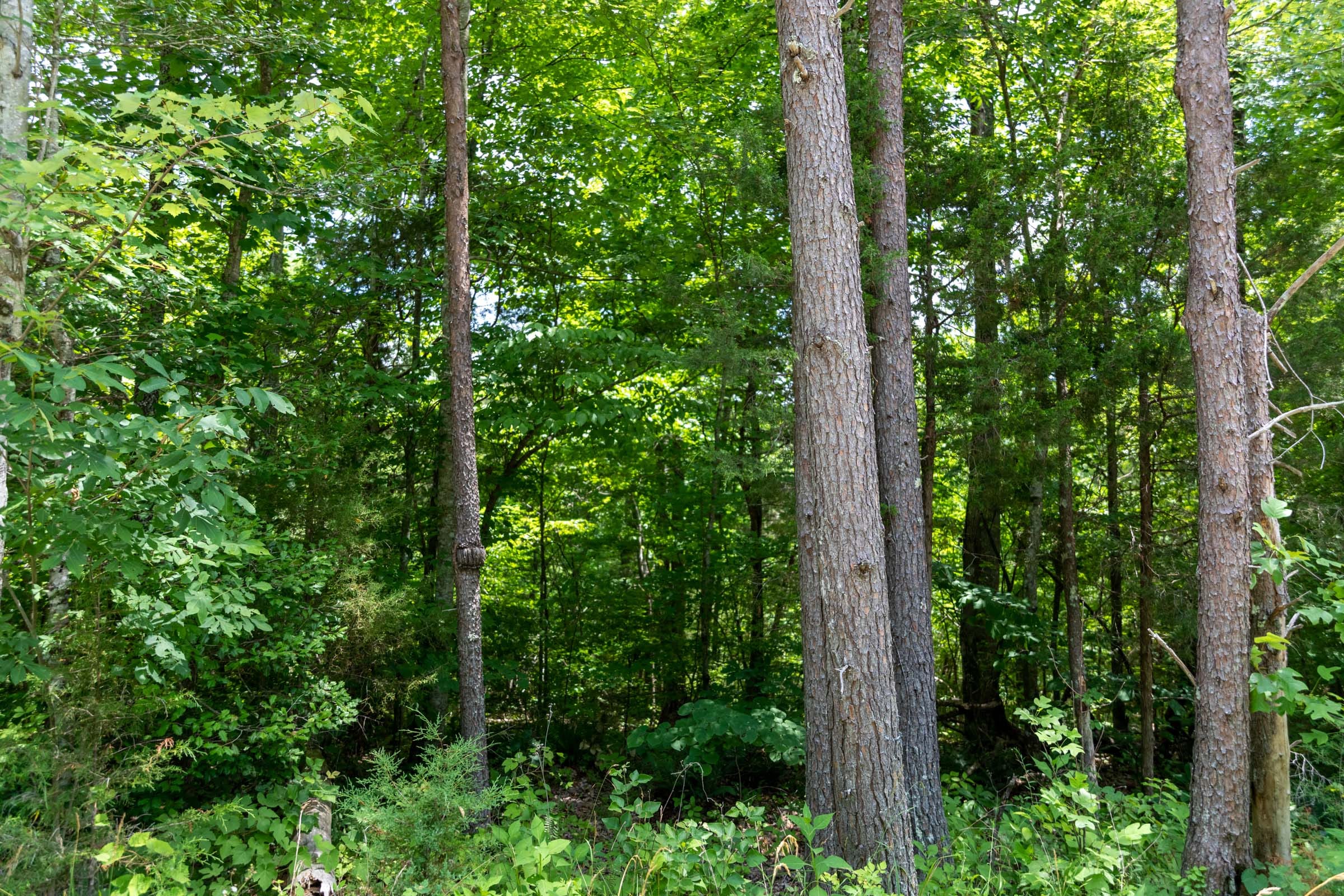 Tucker Hollow Tract 7 photo 6