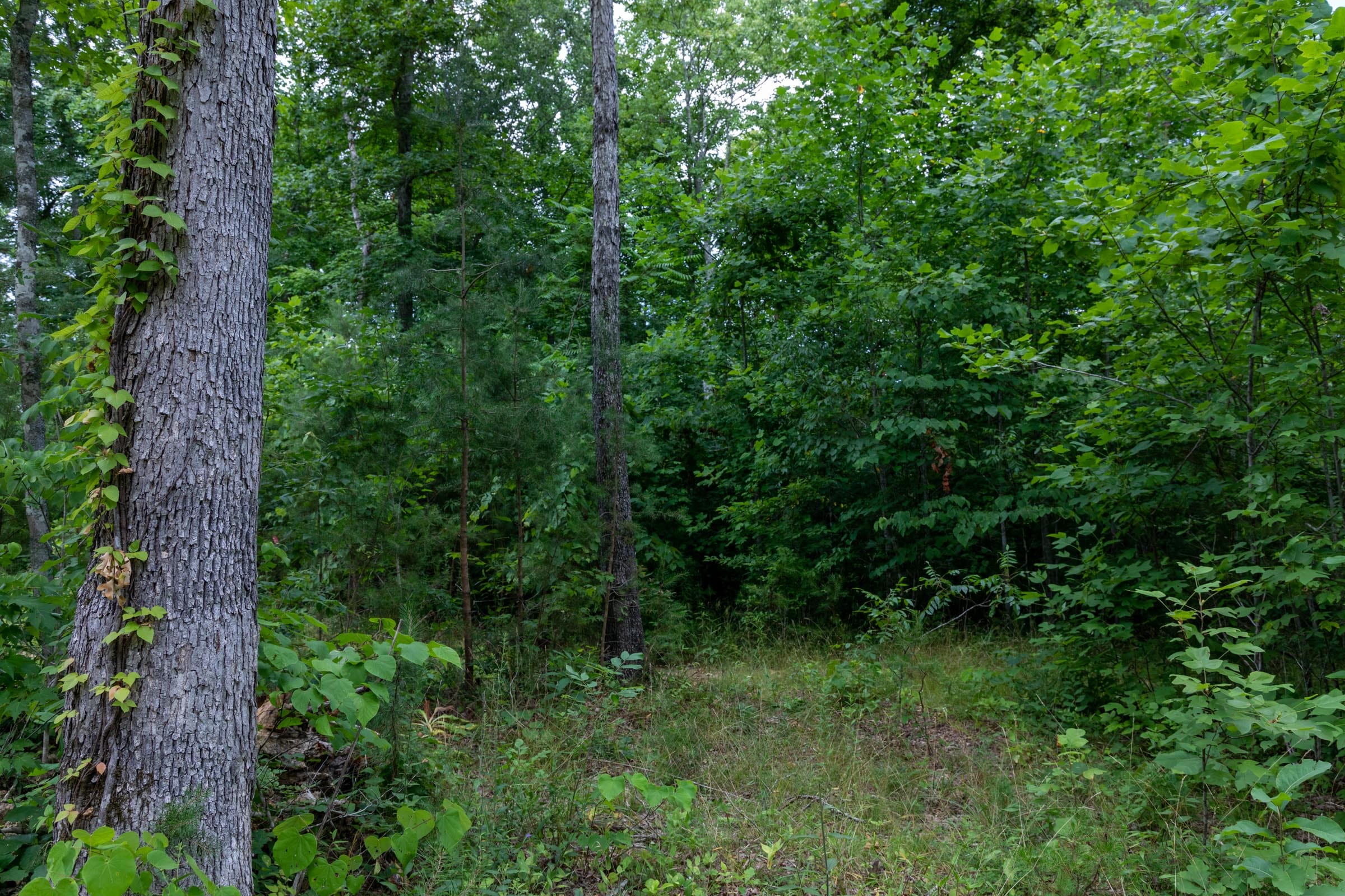 Tucker Hollow Tract 7 photo 9