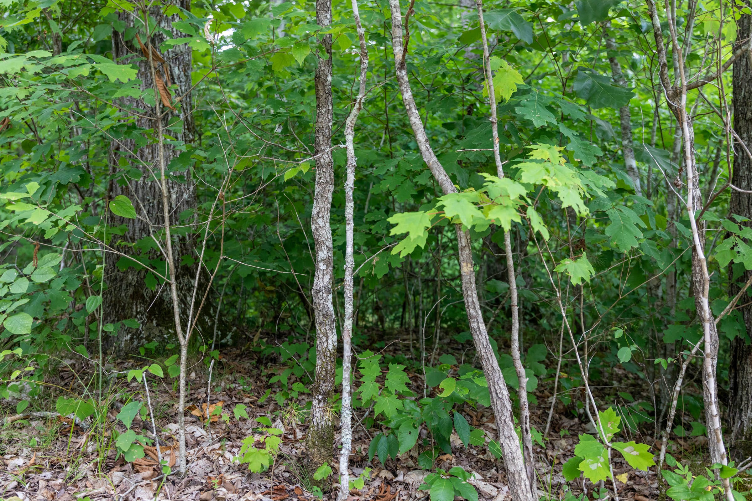 Tucker Hollow Tract 7 photo 11