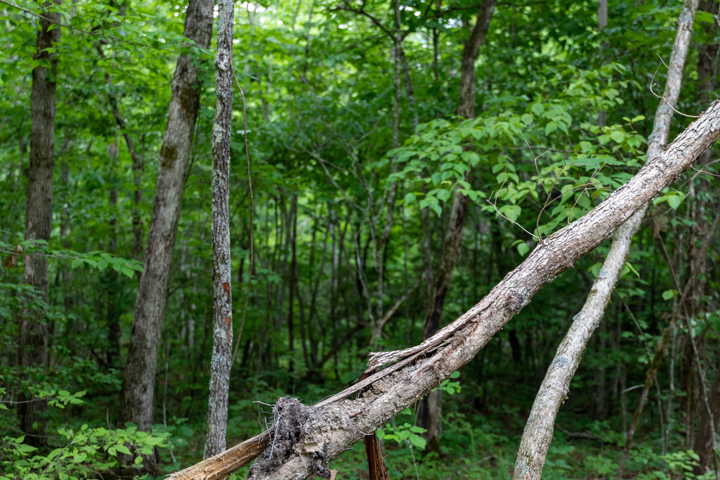 Tucker Hollow Tract 7 photo 12