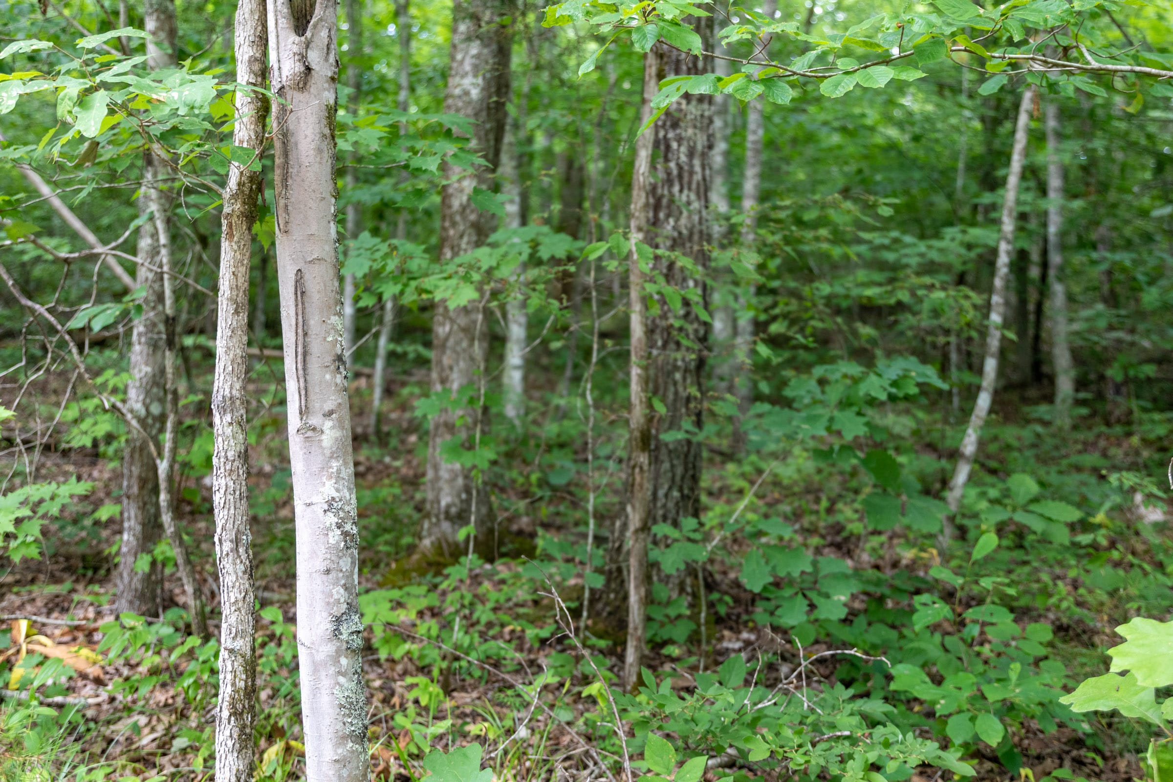 Tucker Hollow Tract 7 photo 13