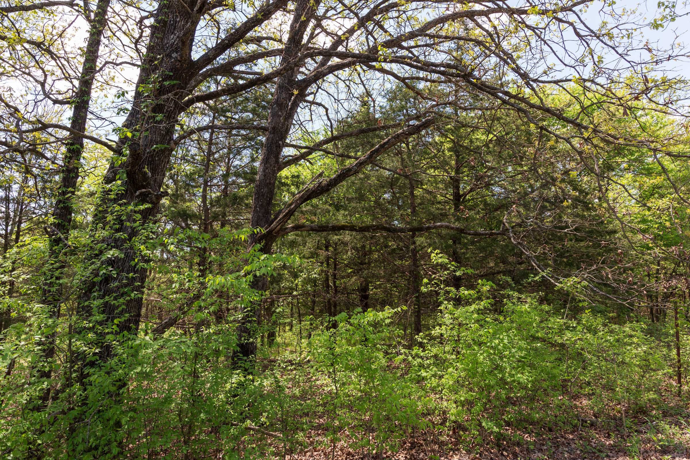 Allie’s Acres Tract 1 photo 3
