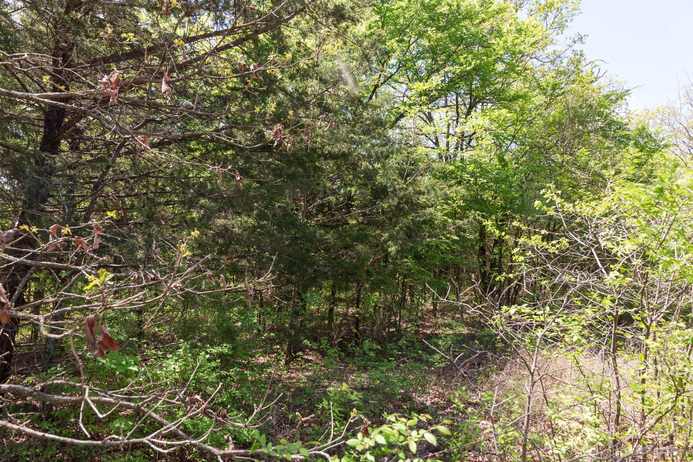 Allie’s Acres Tract 1 photo 4
