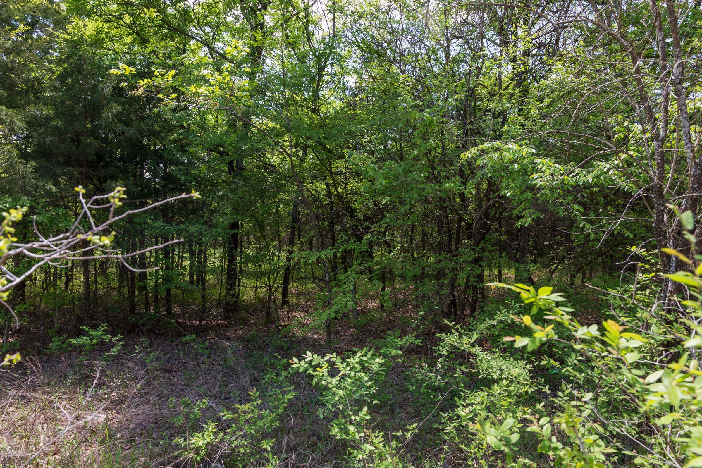 Allie’s Acres Tract 1 photo 5
