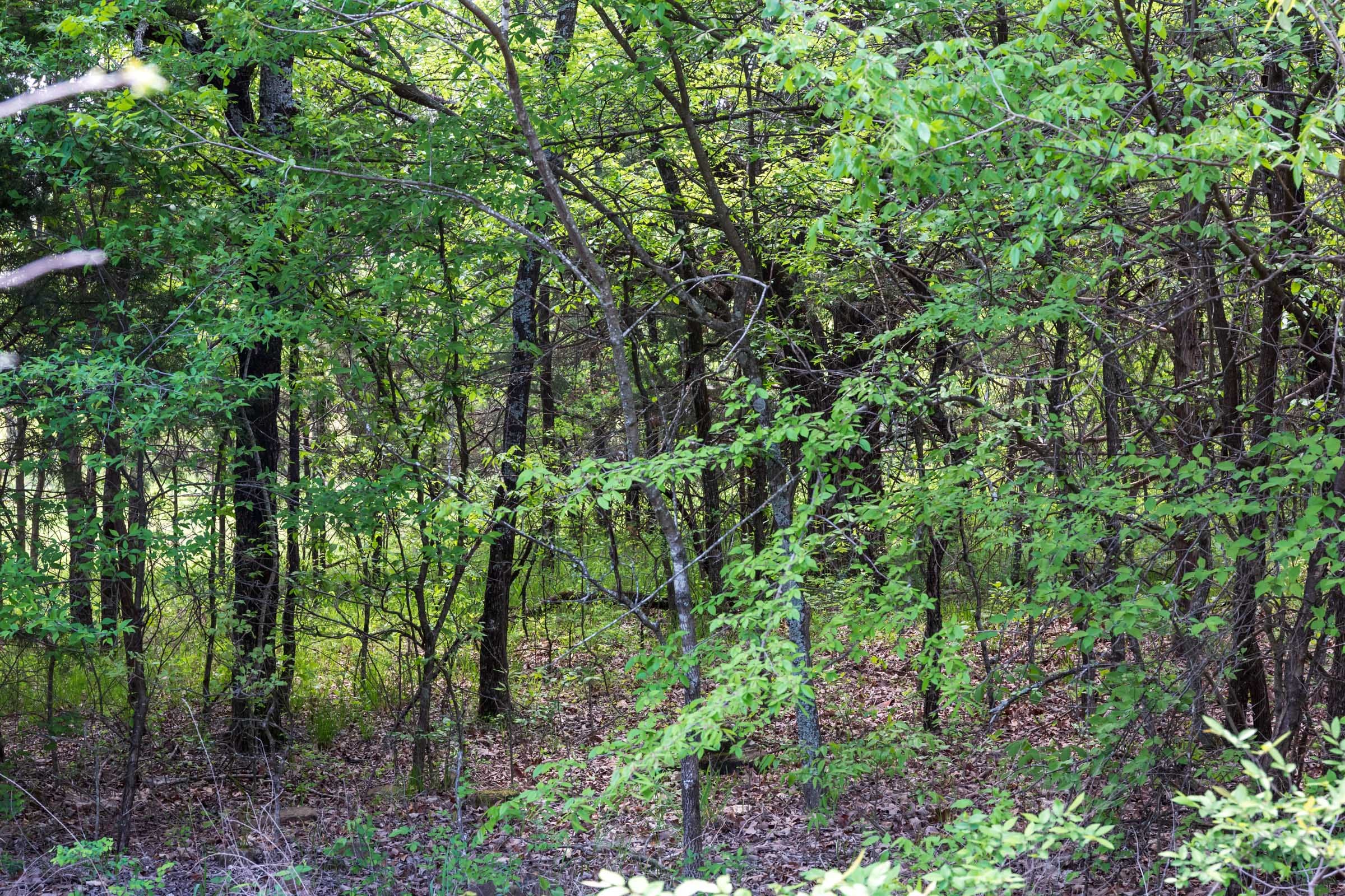 Allie’s Acres Tract 1 photo 6