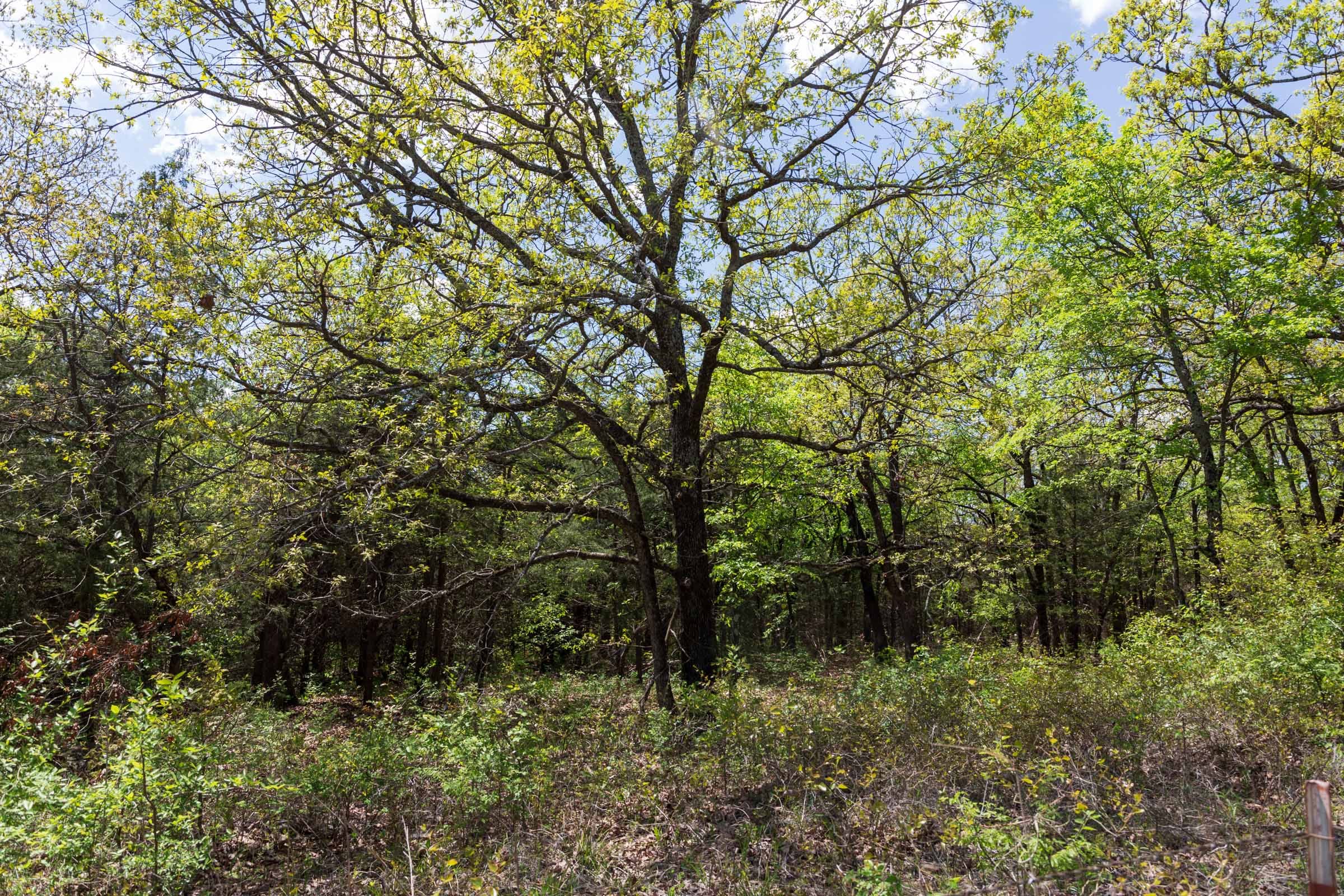 Allie’s Acres Tract 1 photo 7