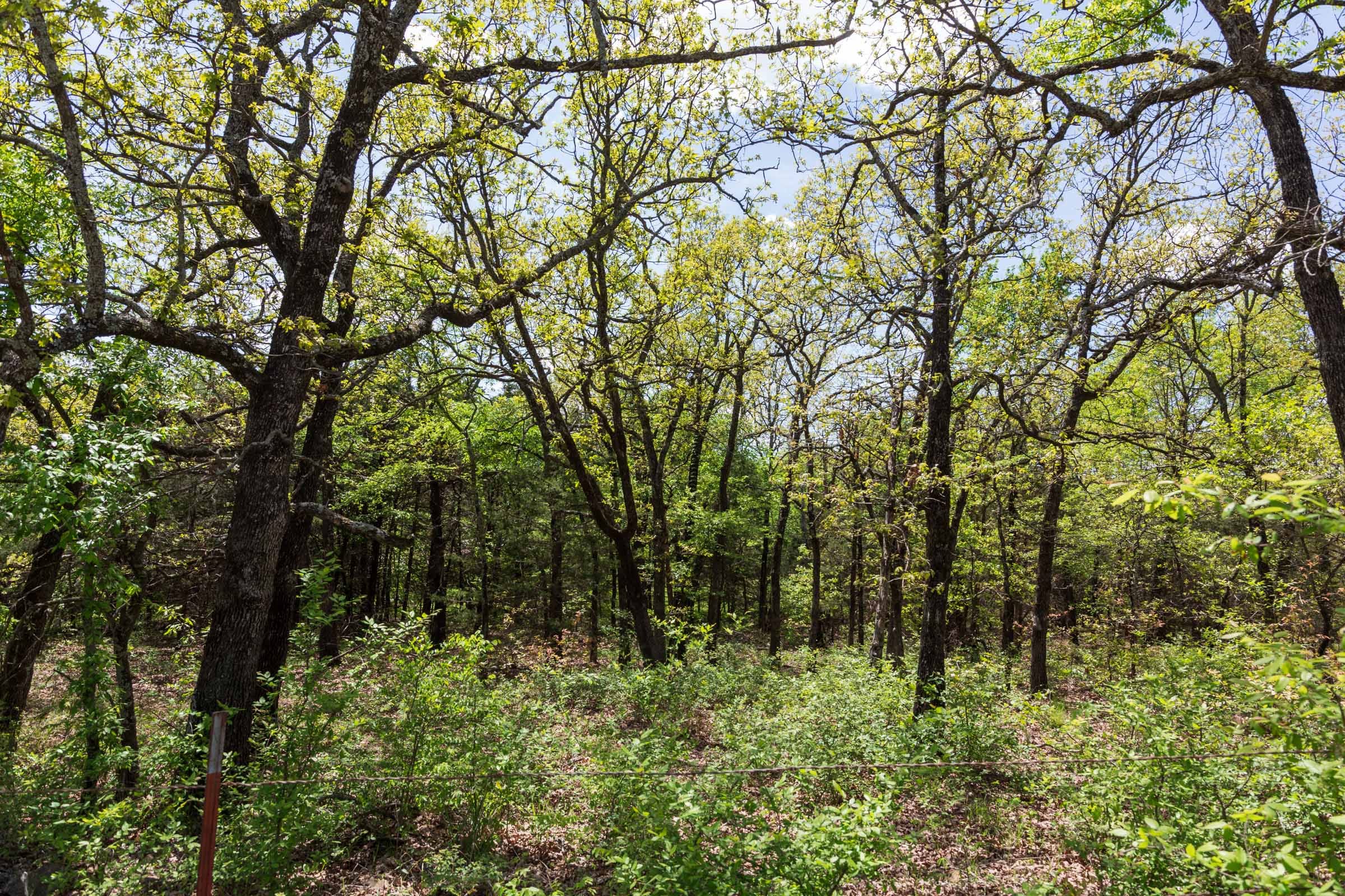 Allie’s Acres Tract 1 photo 8