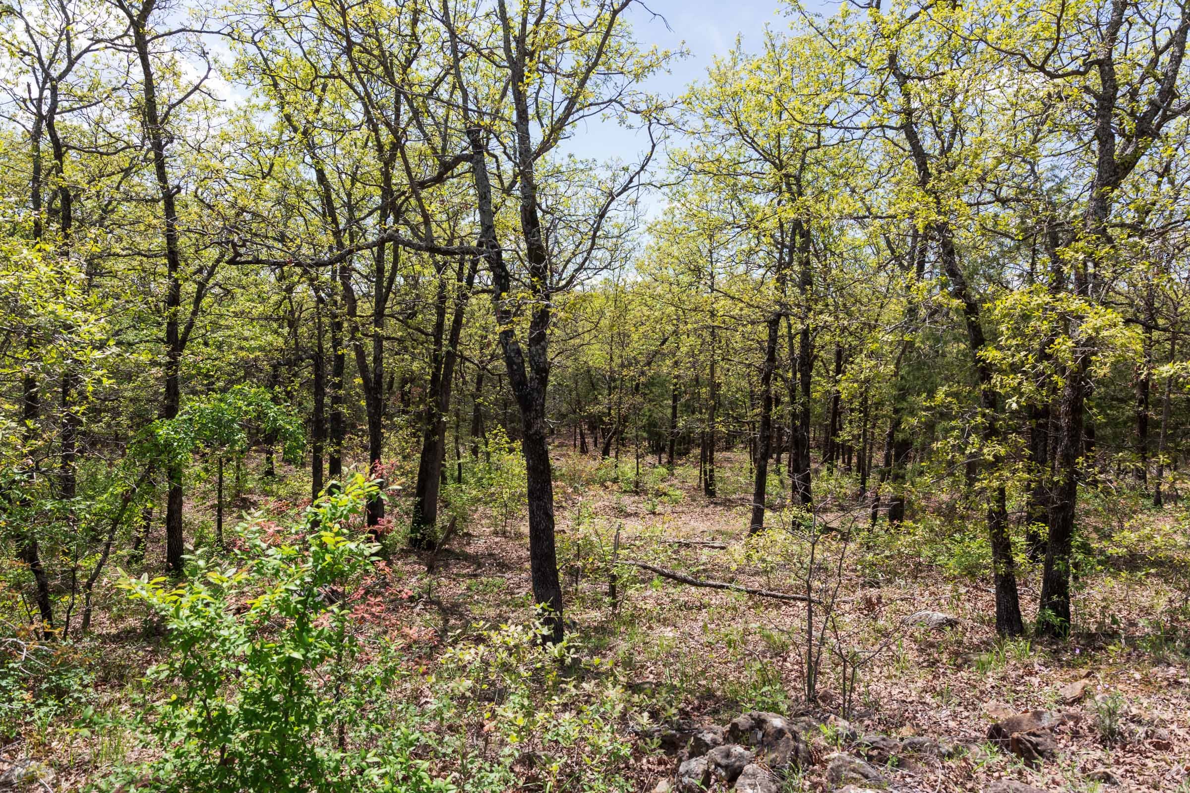 Allie’s Acres Tract 1 photo 10