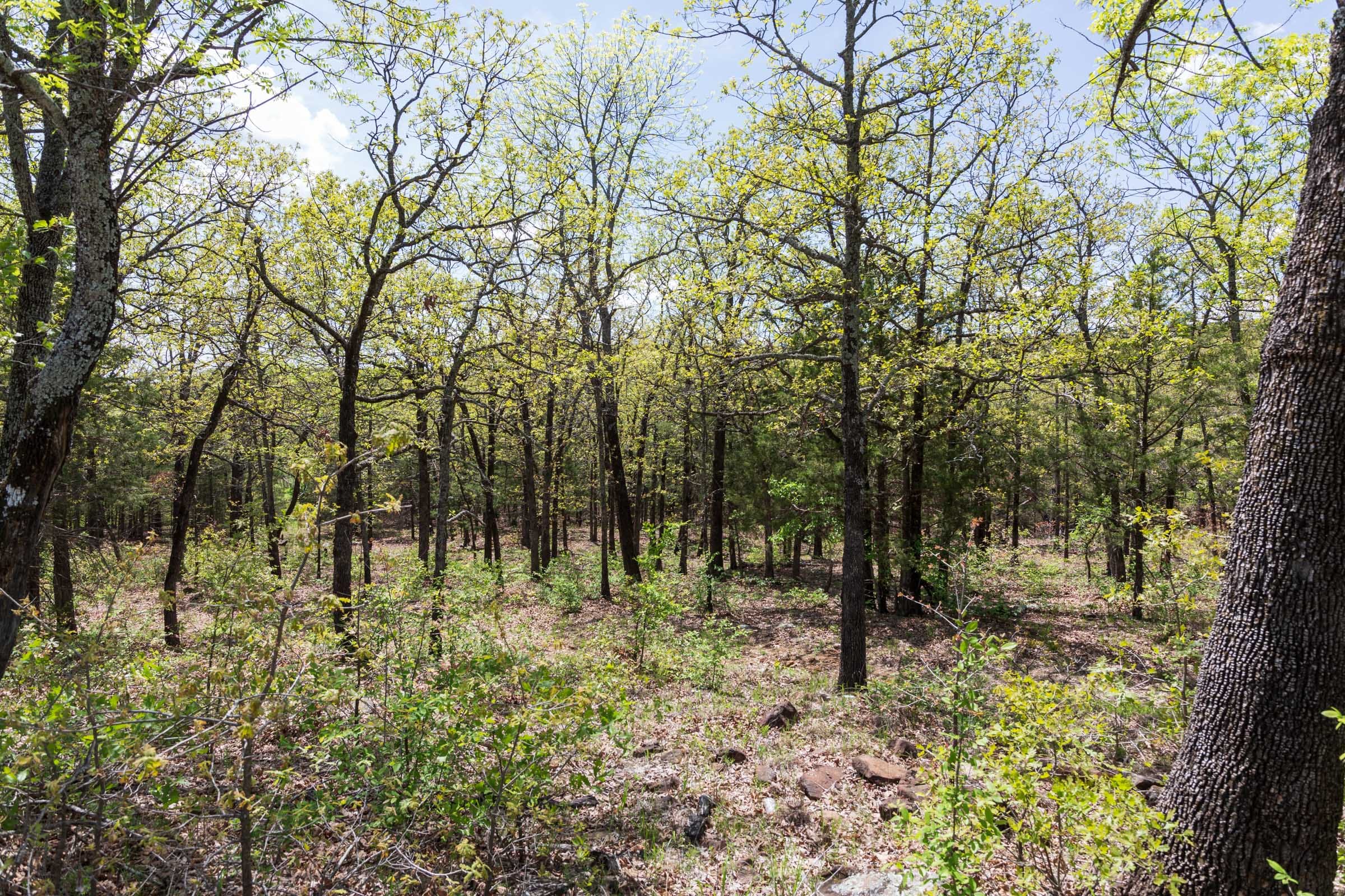Allie’s Acres Tract 1 photo 12