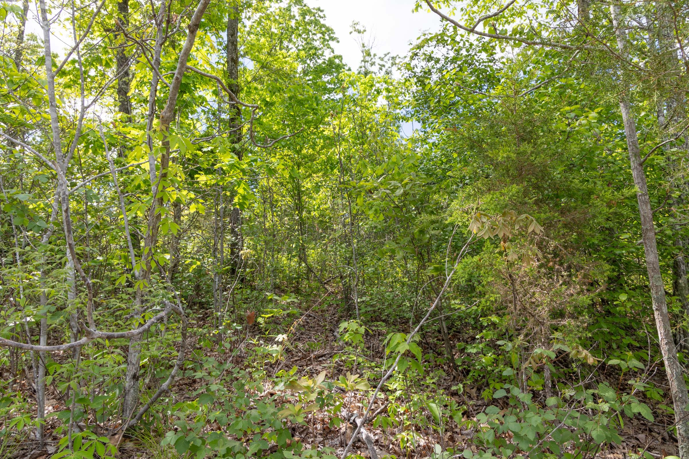 Sleepy Hollow Phase II Tract 102 photo 11