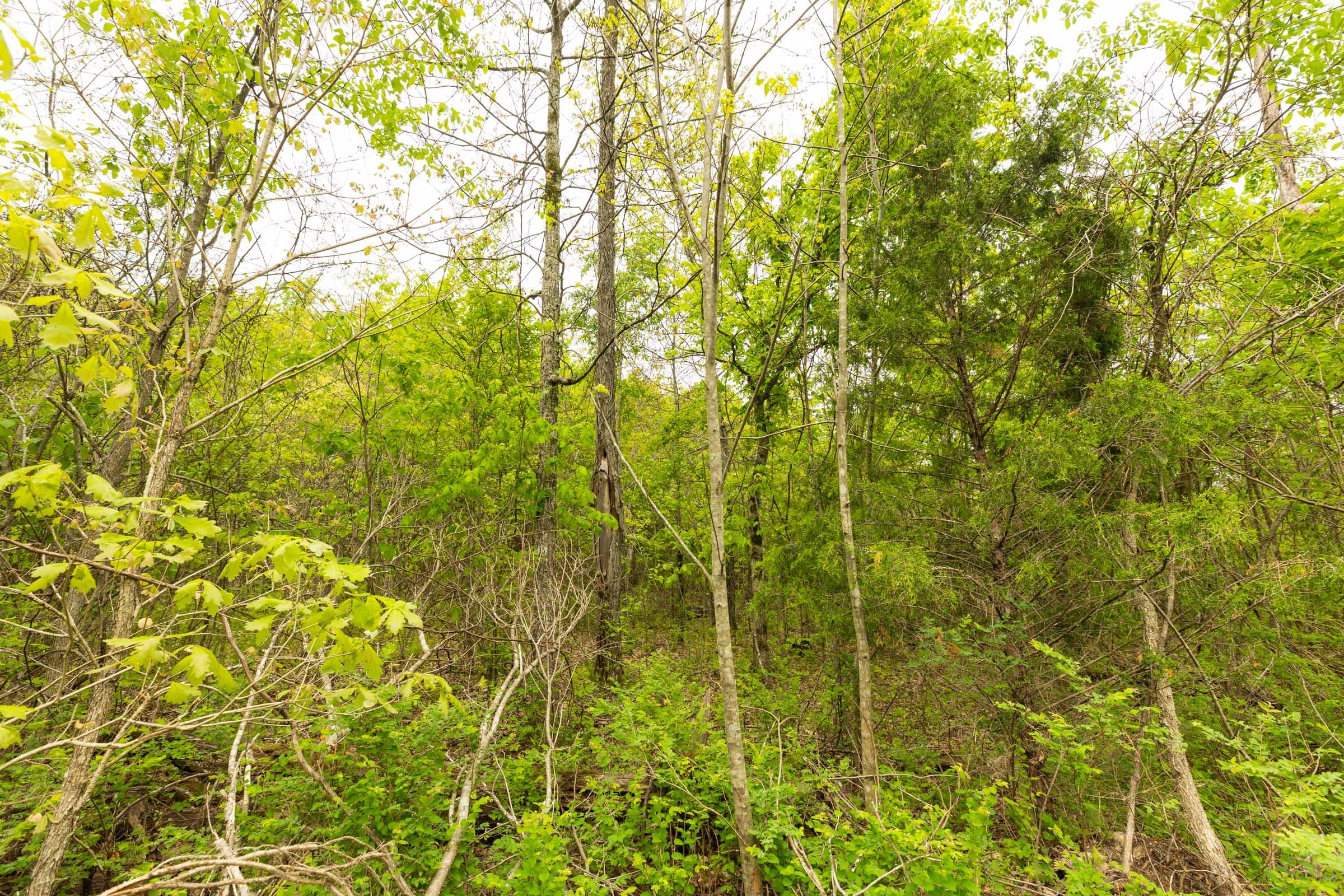 Double S Ranch Tract 5 photo 5