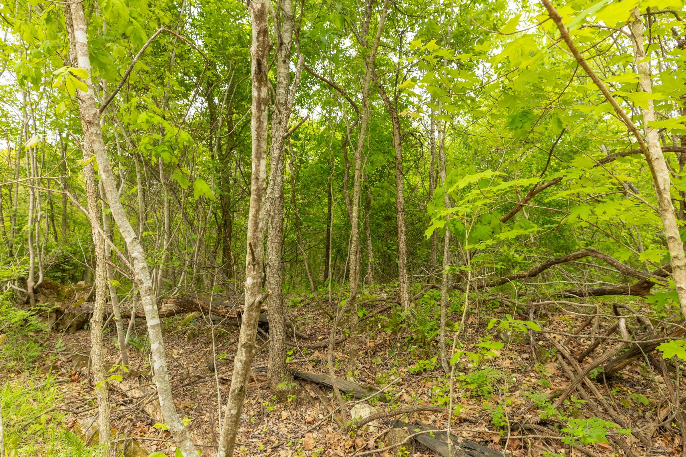 Double S Ranch Tract 5 photo 3