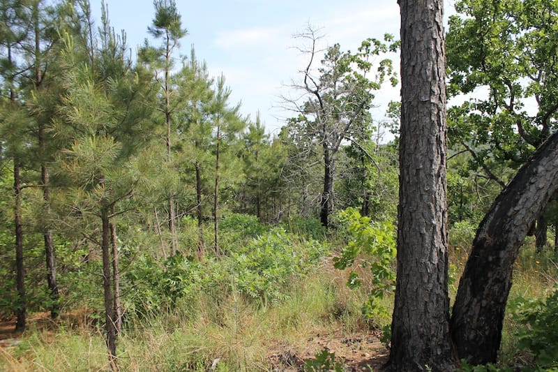 Indian Ridge – Phase II Tract 77 photo 2