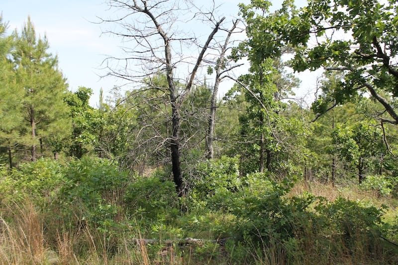 Indian Ridge – Phase II Tract 77 photo 3