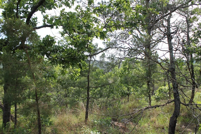 Indian Ridge – Phase II Tract 77 photo 4