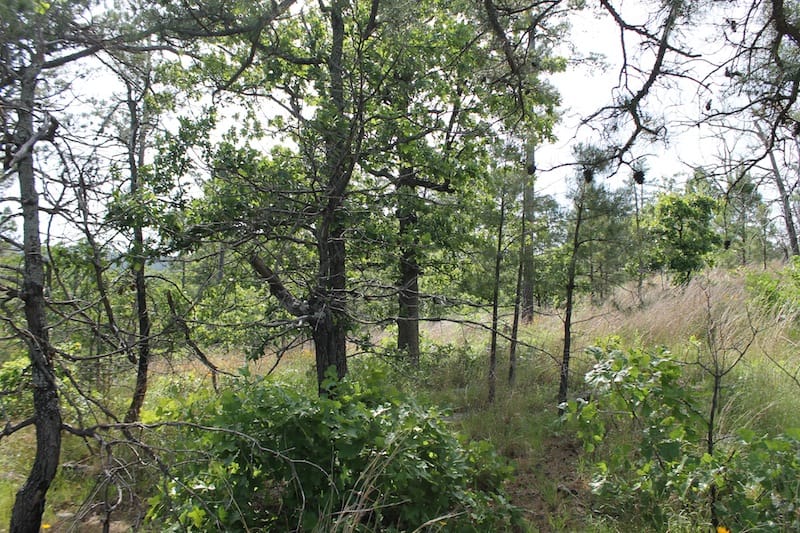 Indian Ridge – Phase II Tract 77 photo 5