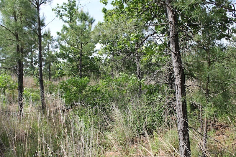 Indian Ridge – Phase II Tract 77 photo 8