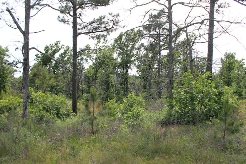 Indian Ridge – Phase II Tract 77 photo 10