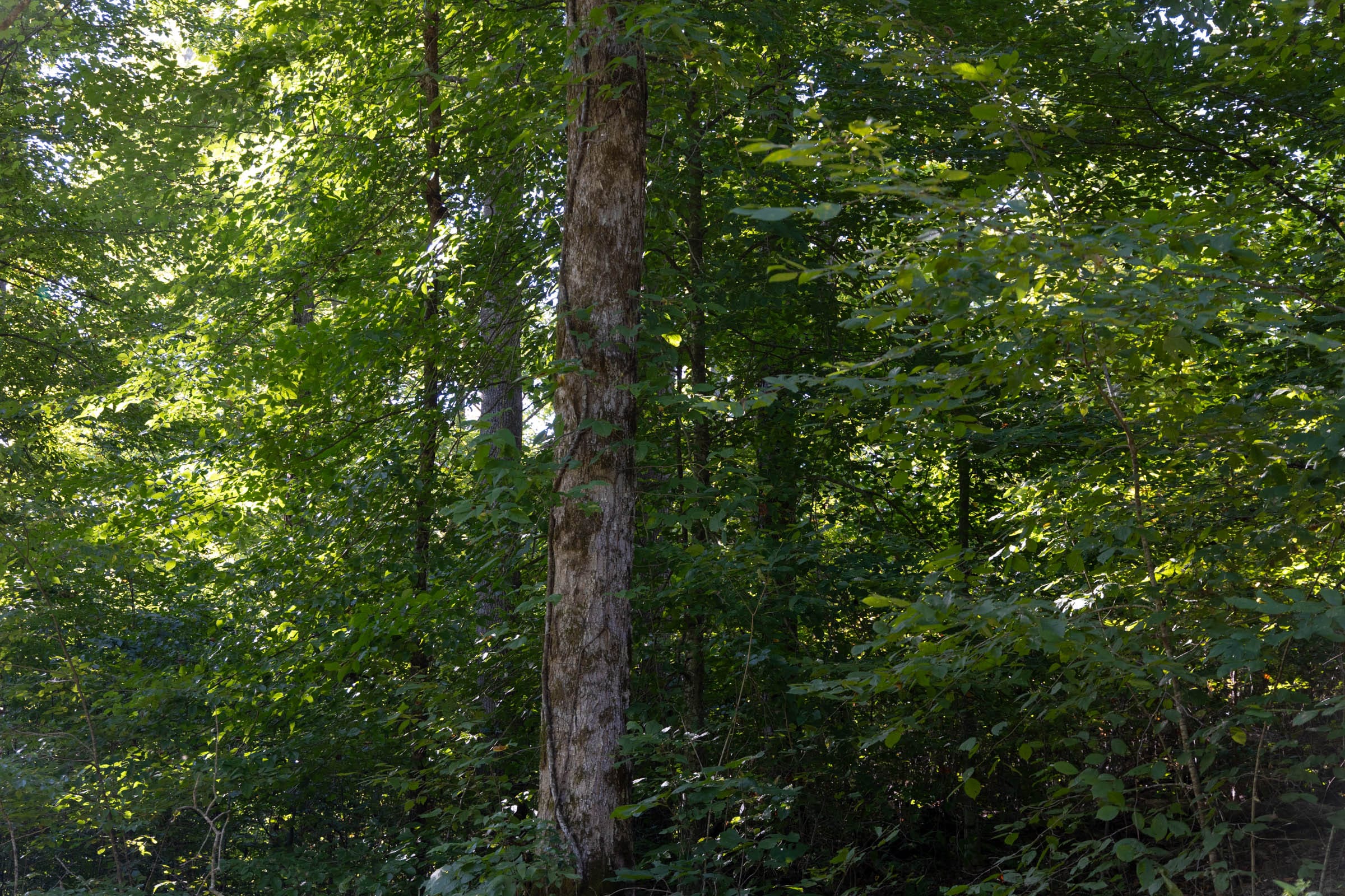 Big White Oak Tract 6 photo 2