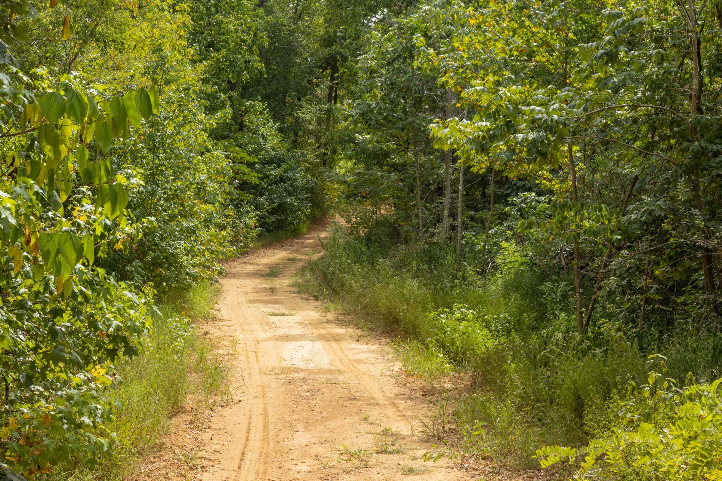 Big White Oak Tract 6 photo 5