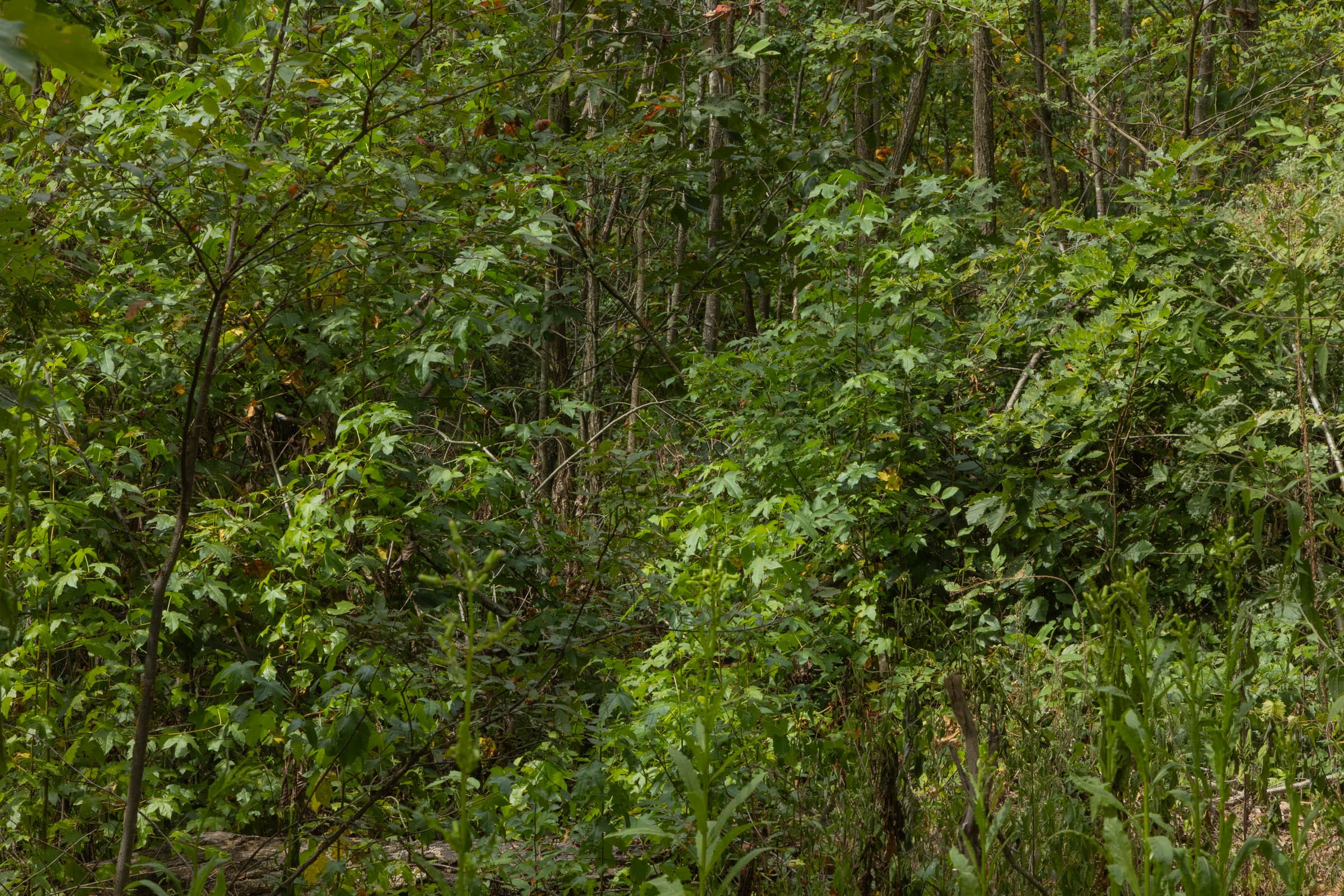 Big White Oak Tract 6 photo 6