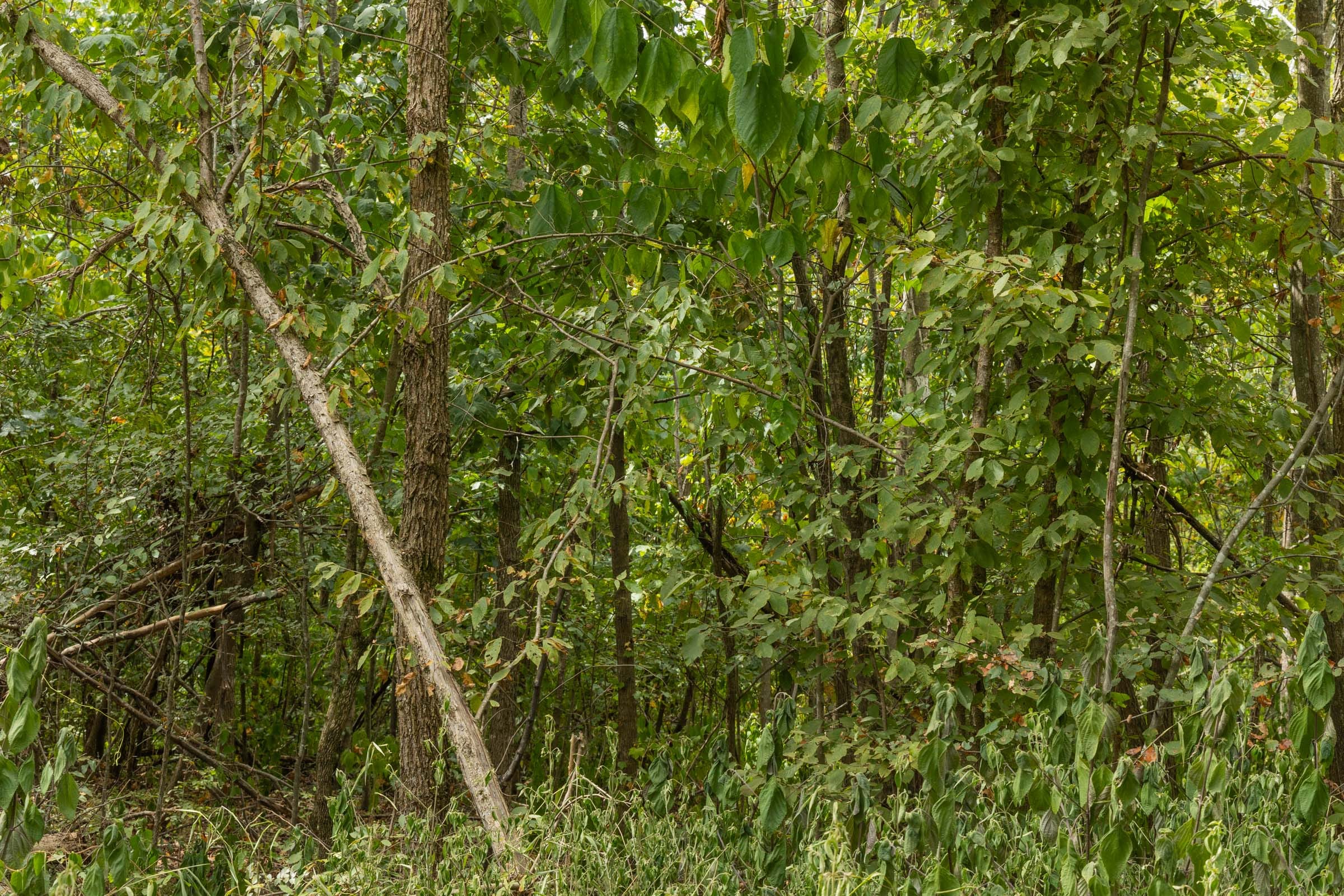 Big White Oak Tract 6 photo 4